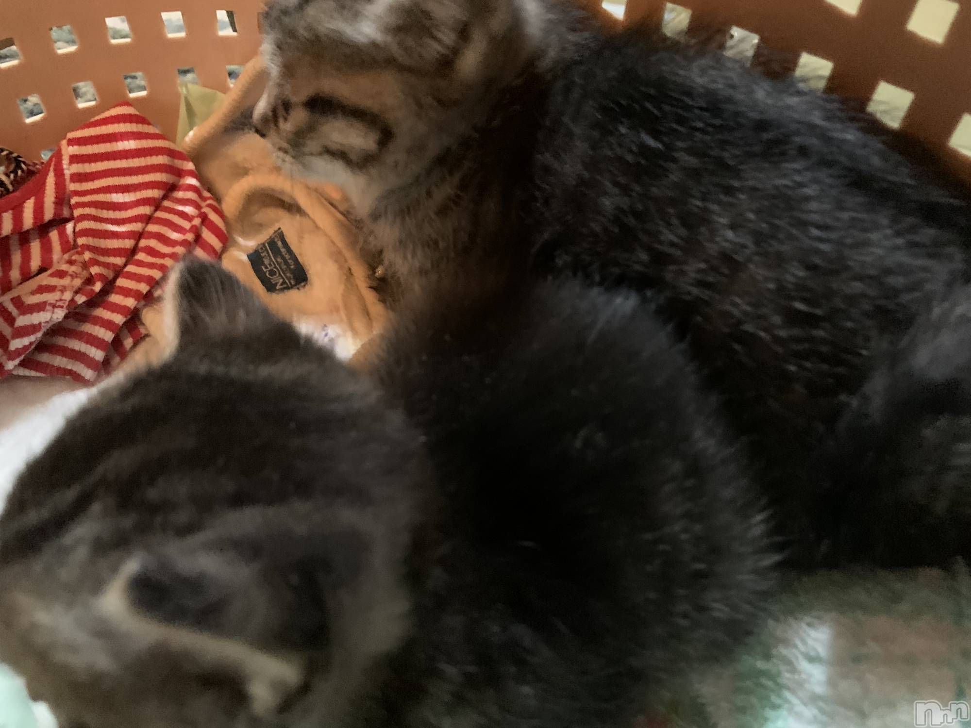 ��ˬ����Х��顦����֥���� �ץ���� ��ˬ(����� �ץ���� ����) ��2021ǯ10��8���̥�֥�����🤓��