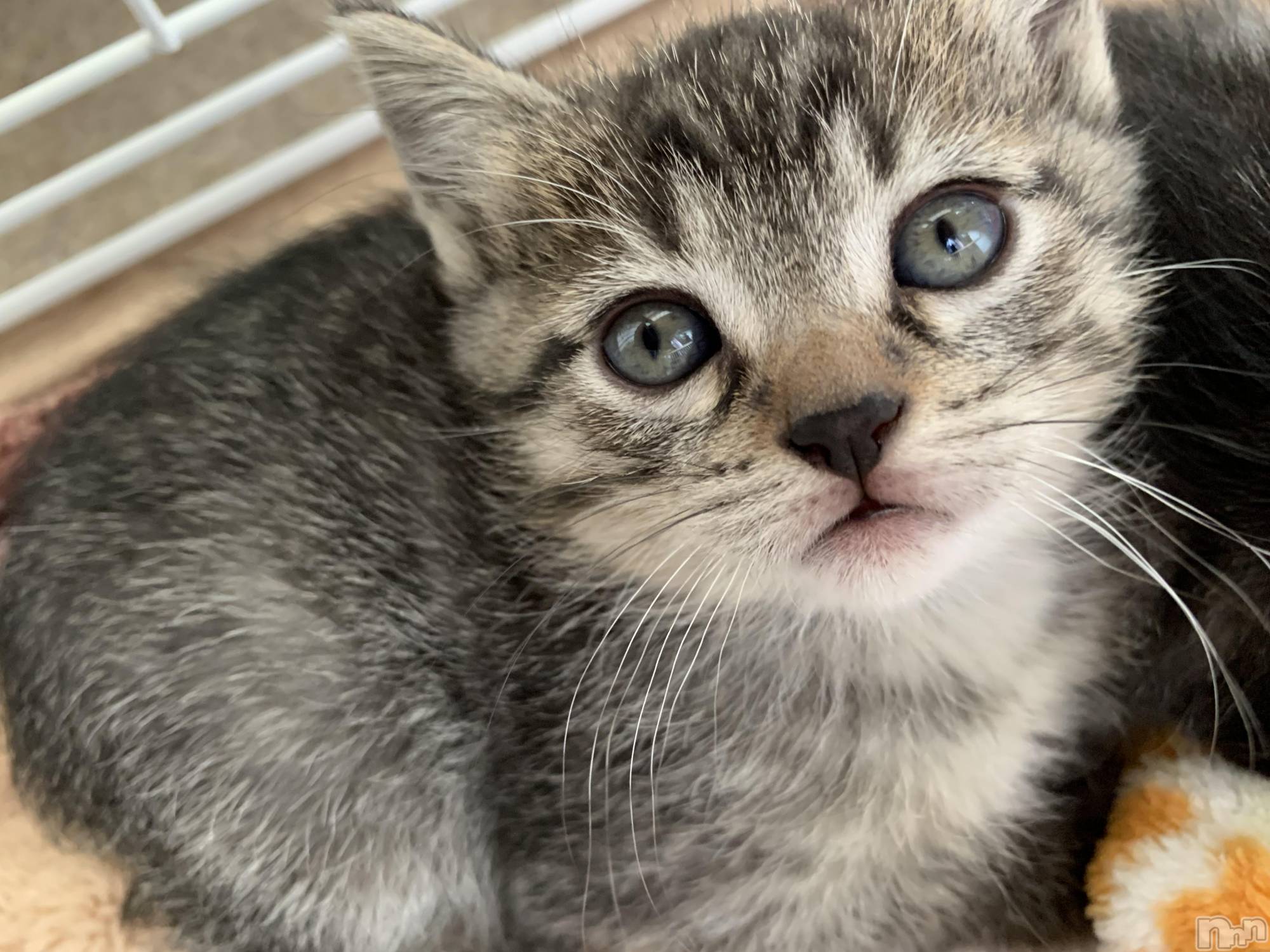 ��ˬ����Х��顦����֥���� �ץ���� ��ˬ(����� �ץ���� ����) ��2021ǯ10��9���̥�֥�����10��9�� 21��18ʬ�Υ֥�����