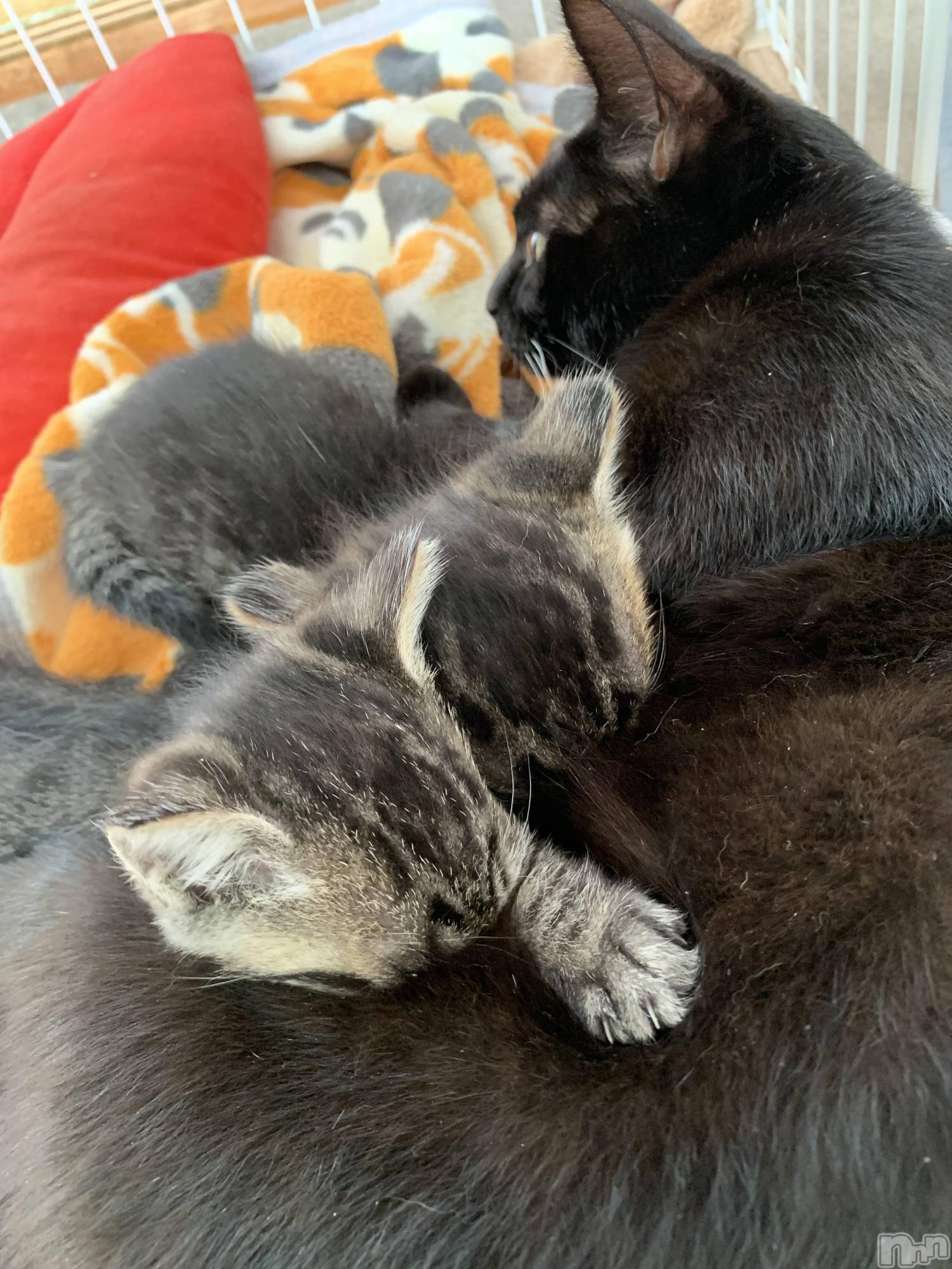 ��ˬ����Х��顦����֥���� �ץ���� ��ˬ(����� �ץ���� ����) ��2021ǯ10��12���̥�֥�����10��12�� 20��27ʬ�Υ֥�����