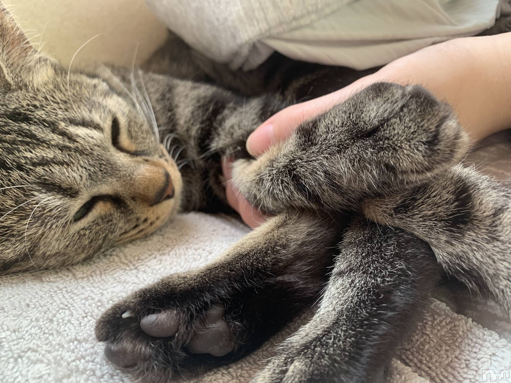 ��ˬ����Х��顦����֥���� �ץ���� ��ˬ(����� �ץ���� ����) ��2021ǯ10��20���̥�֥�����🤍��