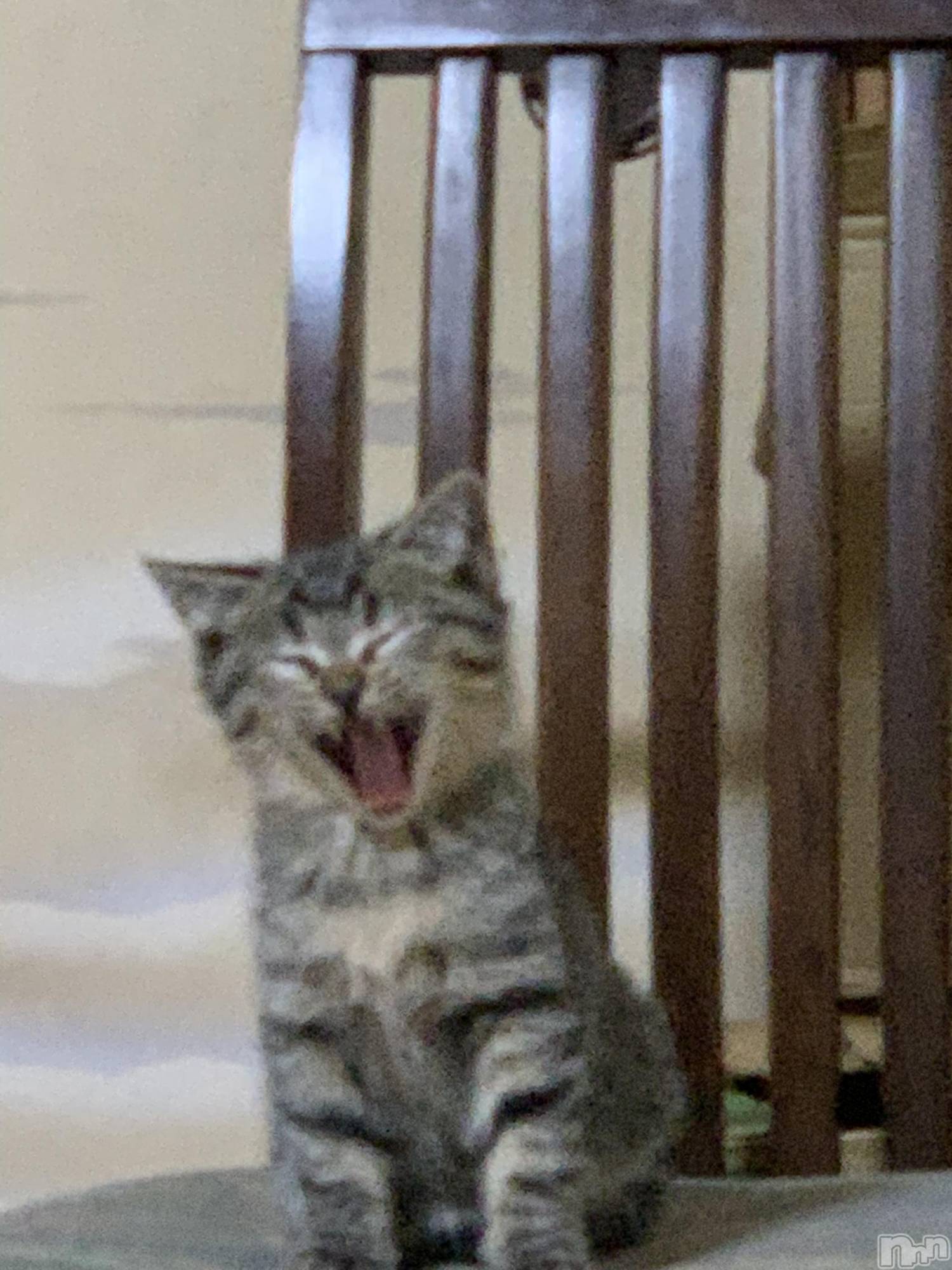 ��ˬ����Х��顦����֥���� �ץ���� ��ˬ(����� �ץ���� ����) ��2021ǯ11��10���̥�֥�����(����O����)�̎�����