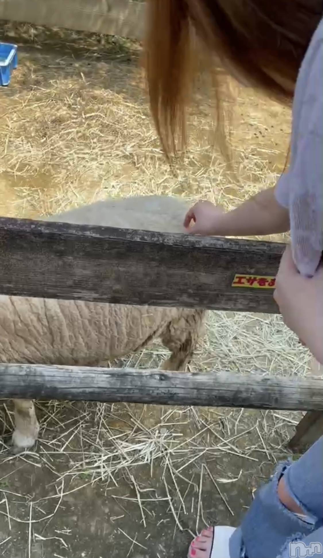 ��ˬ����Х��顦����֥���� �ץ���� ��ˬ(����� �ץ���� ����) ��2021ǯ11��27���̥�֥�����🐑��