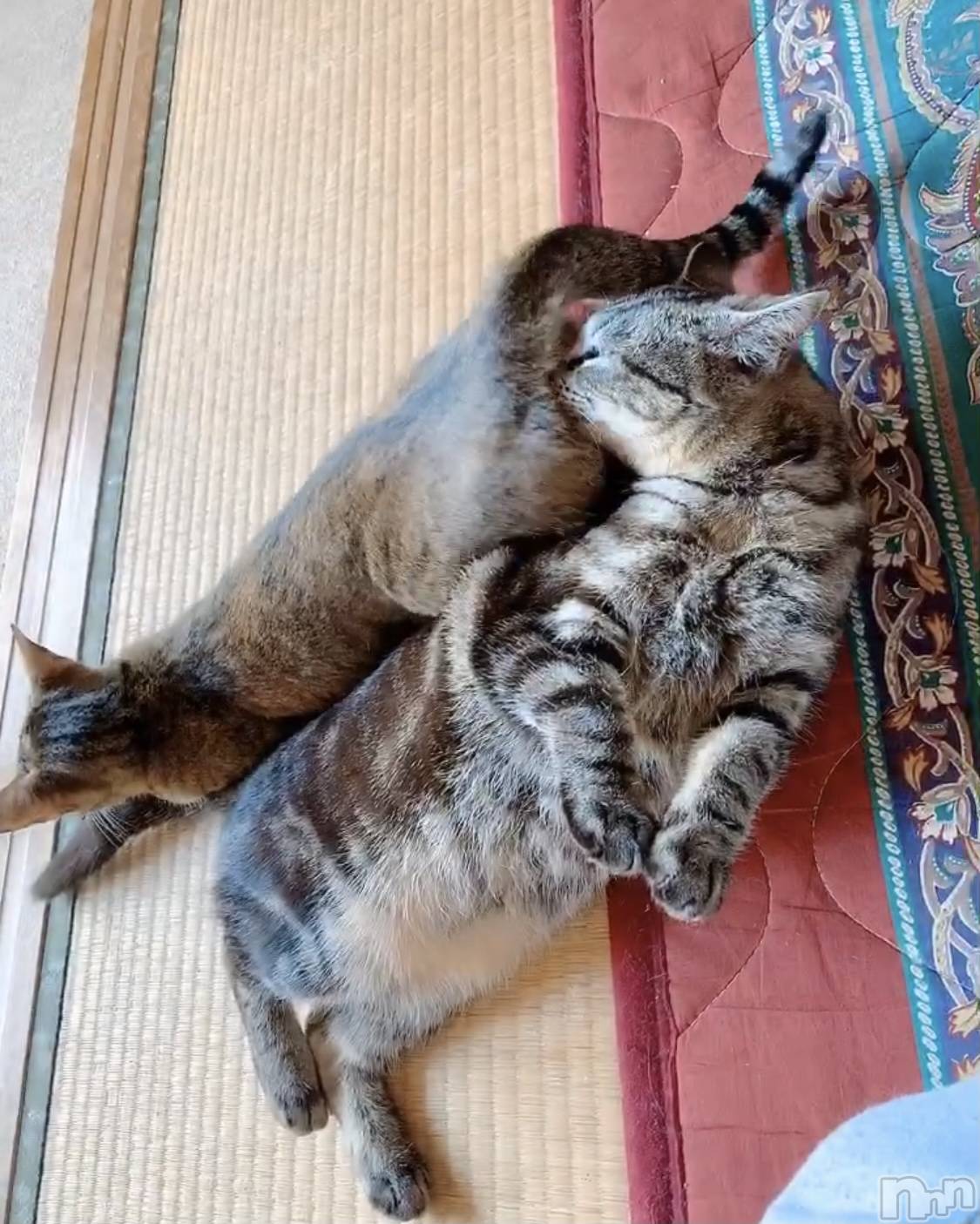 ��ˬ����Х��顦����֥���� �ץ���� ��ˬ(����� �ץ���� ����) ��2021ǯ11��29���̥�֥�����😵‍💫😵‍💫😵‍💫��