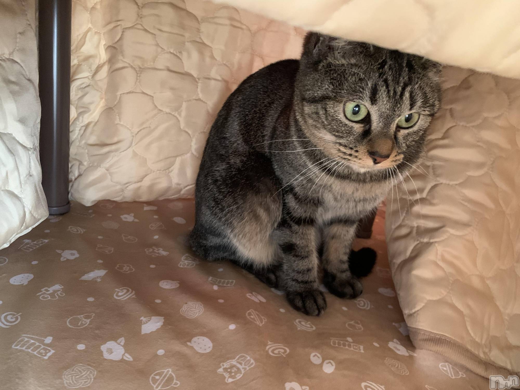 ��ˬ����Х��顦����֥���� �ץ���� ��ˬ(����� �ץ���� ����) ��2021ǯ11��30���̥�֥�����🥺��