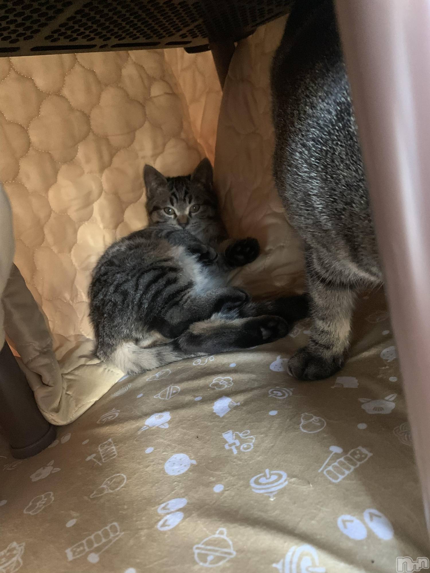 ��ˬ����Х��顦����֥���� �ץ���� ��ˬ(����� �ץ���� ����) ��2021ǯ12��1���̥�֥�����🤦‍��️��