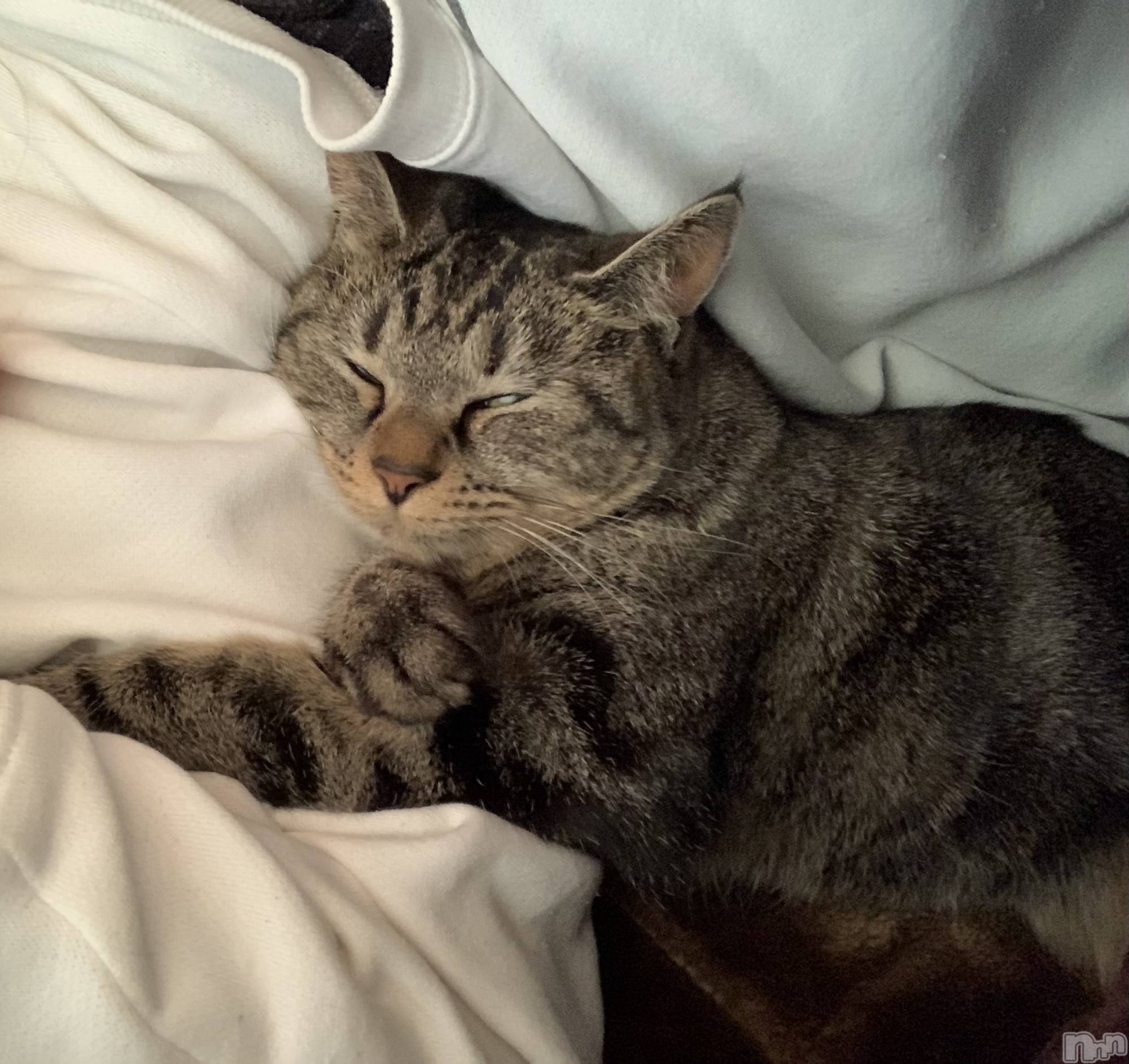 ��ˬ����Х��顦����֥���� �ץ���� ��ˬ(����� �ץ���� ����) ��2021ǯ12��3���̥�֥�����♔��