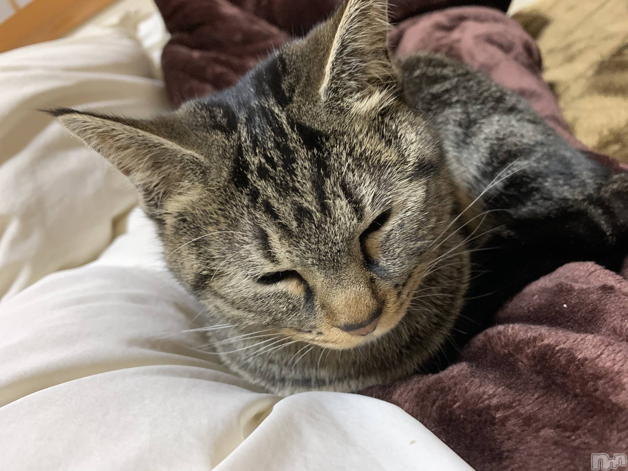 ��ˬ����Х��顦����֥���� �ץ���� ��ˬ(����� �ץ���� ����) ��2021ǯ12��18���̥�֥�����😽��