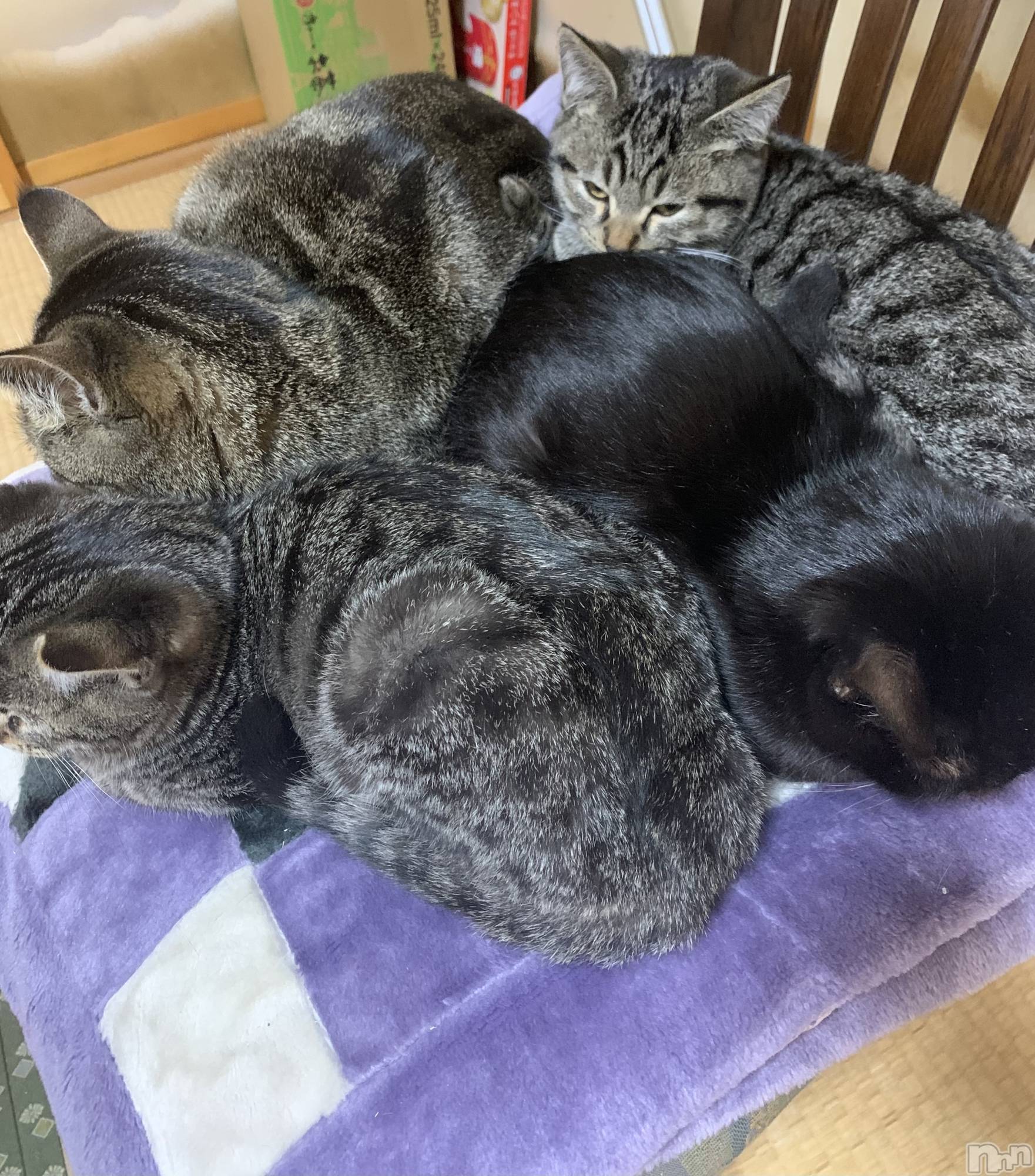 ��ˬ����Х��顦����֥���� �ץ���� ��ˬ(����� �ץ���� ����) ��2021ǯ12��30���̥�֥�����𝙻𝙰𝚂𝚃😳��