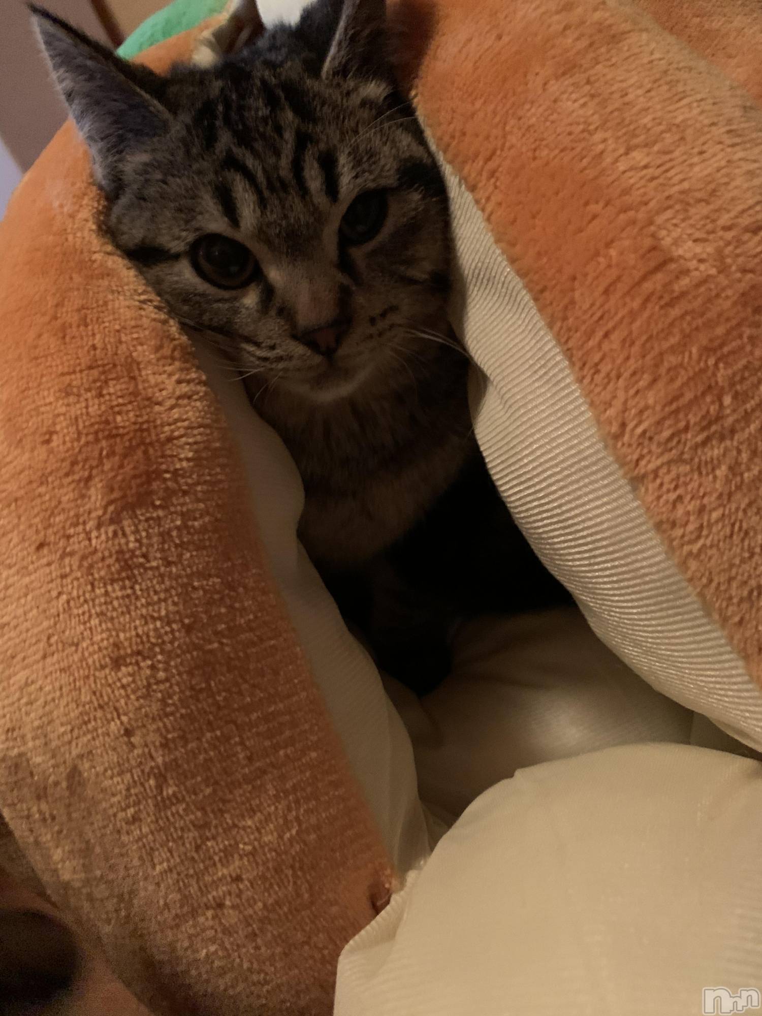 ��ˬ����Х��顦����֥���� �ץ���� ��ˬ(����� �ץ���� ����) ��2022ǯ3��20���̥�֥�����🎃🎃��