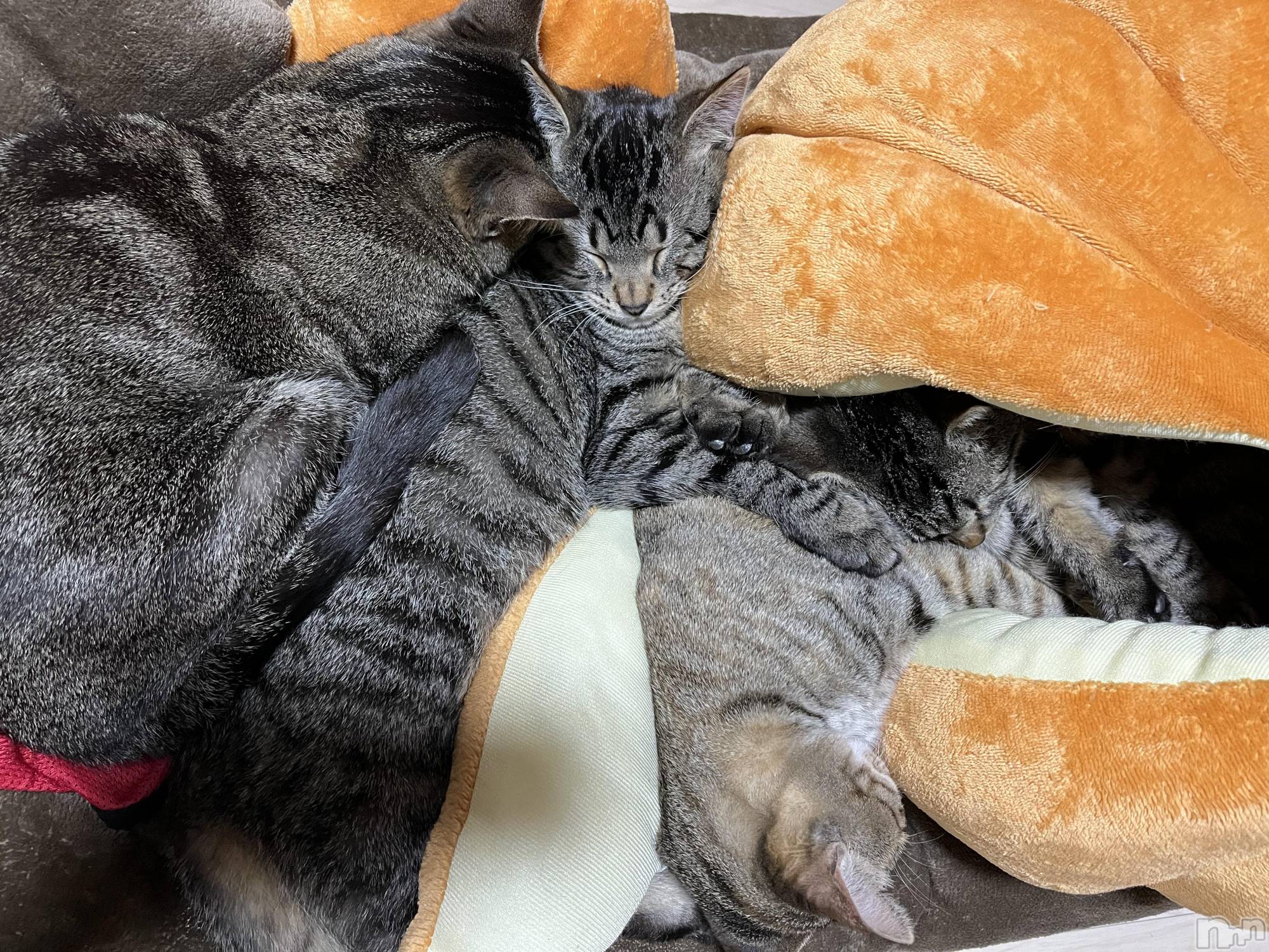 ��ˬ����Х��顦����֥���� �ץ���� ��ˬ(����� �ץ���� ����) ��2022ǯ3��25���̥�֥����֤���Ф��🐈��