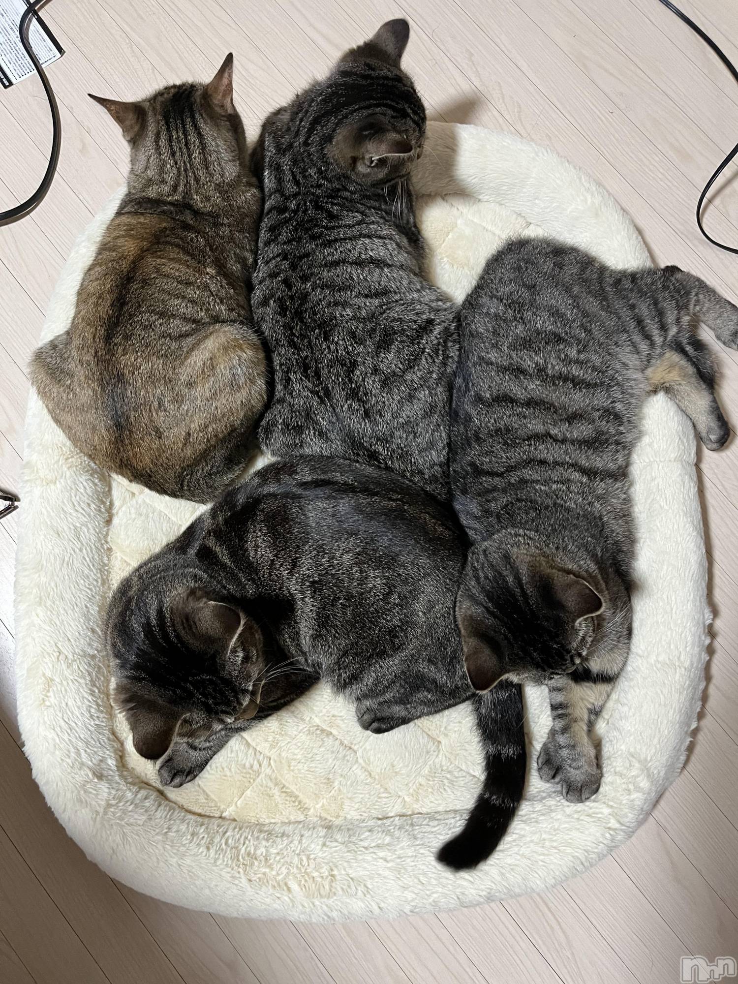 ��ˬ����Х��顦����֥���� �ץ���� ��ˬ(����� �ץ���� ����) ��2022ǯ4��19���̥�֥�����😺��