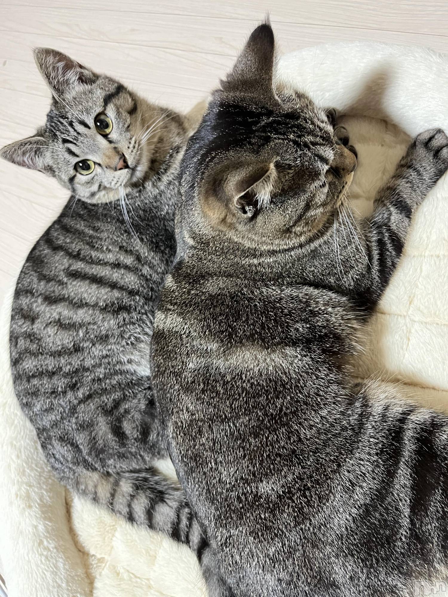 ��ˬ����Х��顦����֥���� �ץ���� ��ˬ(����� �ץ���� ����) ��2022ǯ4��23���̥�֥����֥����ץ�2��