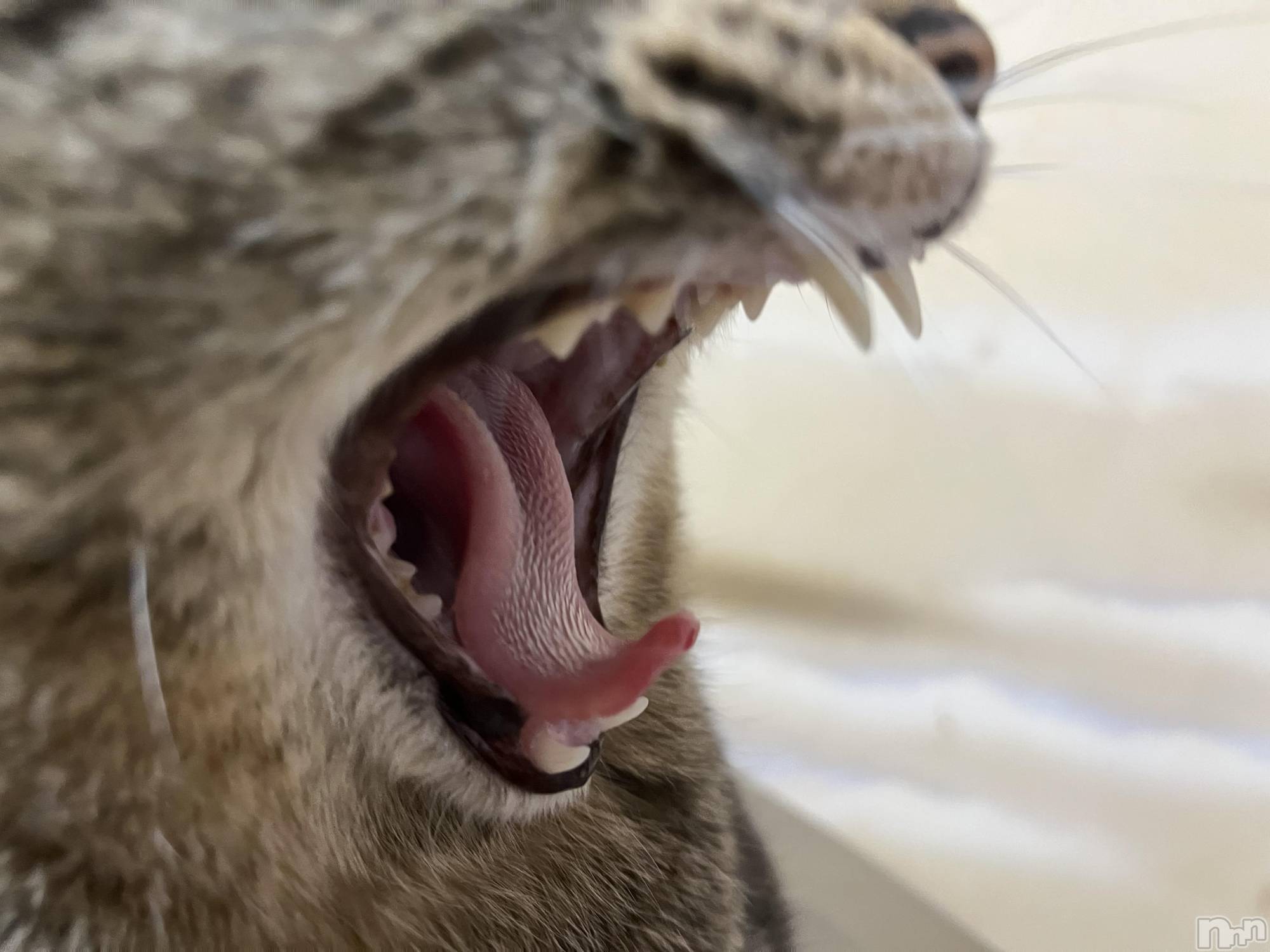 ��ˬ����Х��顦����֥���� �ץ���� ��ˬ(����� �ץ���� ����) ��2022ǯ4��26���̥�֥�����4��26�� 20��28ʬ�Υ֥�����