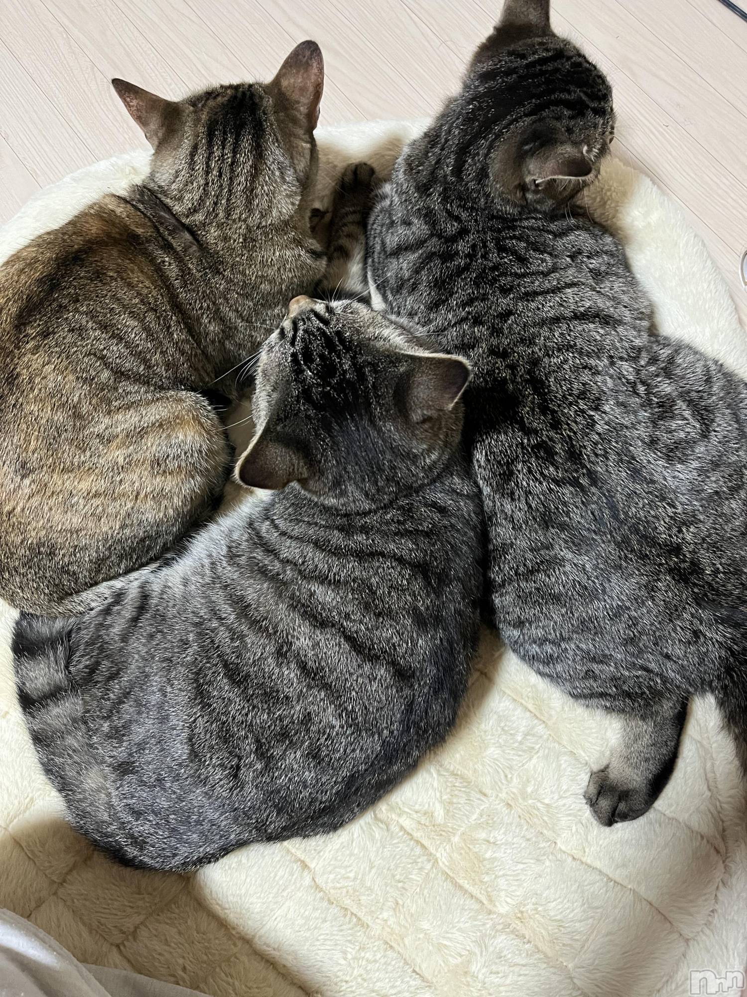 ��ˬ����Х��顦����֥���� �ץ���� ��ˬ(����� �ץ���� ����) ��2022ǯ4��27���̥�֥�����4��27�� 20��45ʬ�Υ֥�����