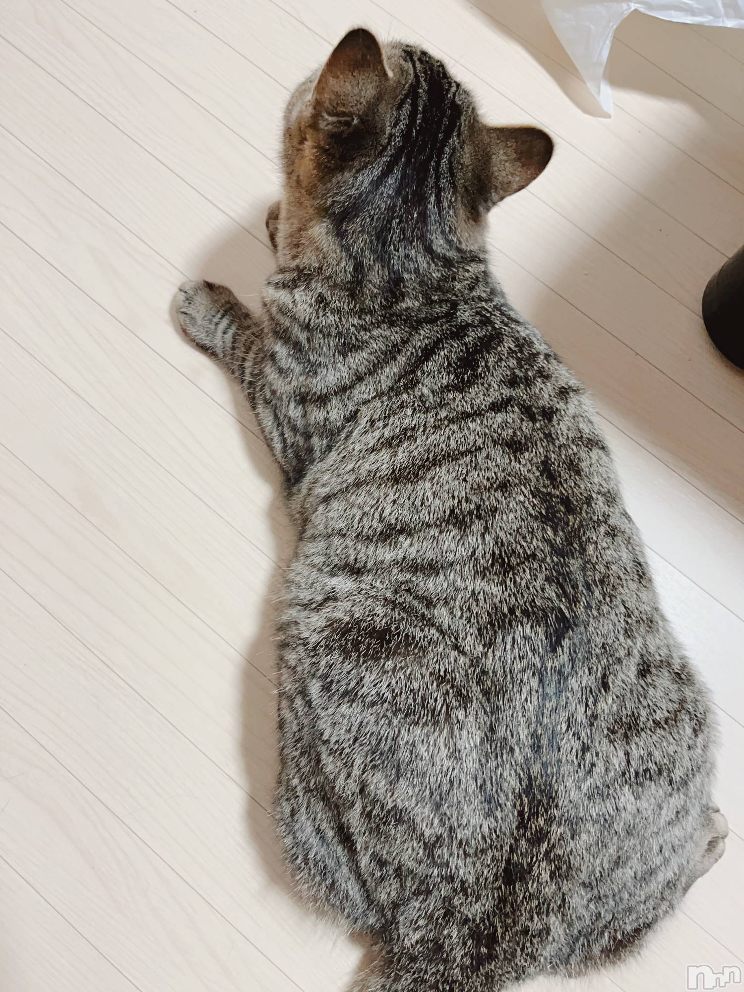 ��ˬ����Х��顦����֥���� �ץ���� ��ˬ(����� �ץ���� ����) ��2022ǯ4��28���̥�֥�����️☀️.���