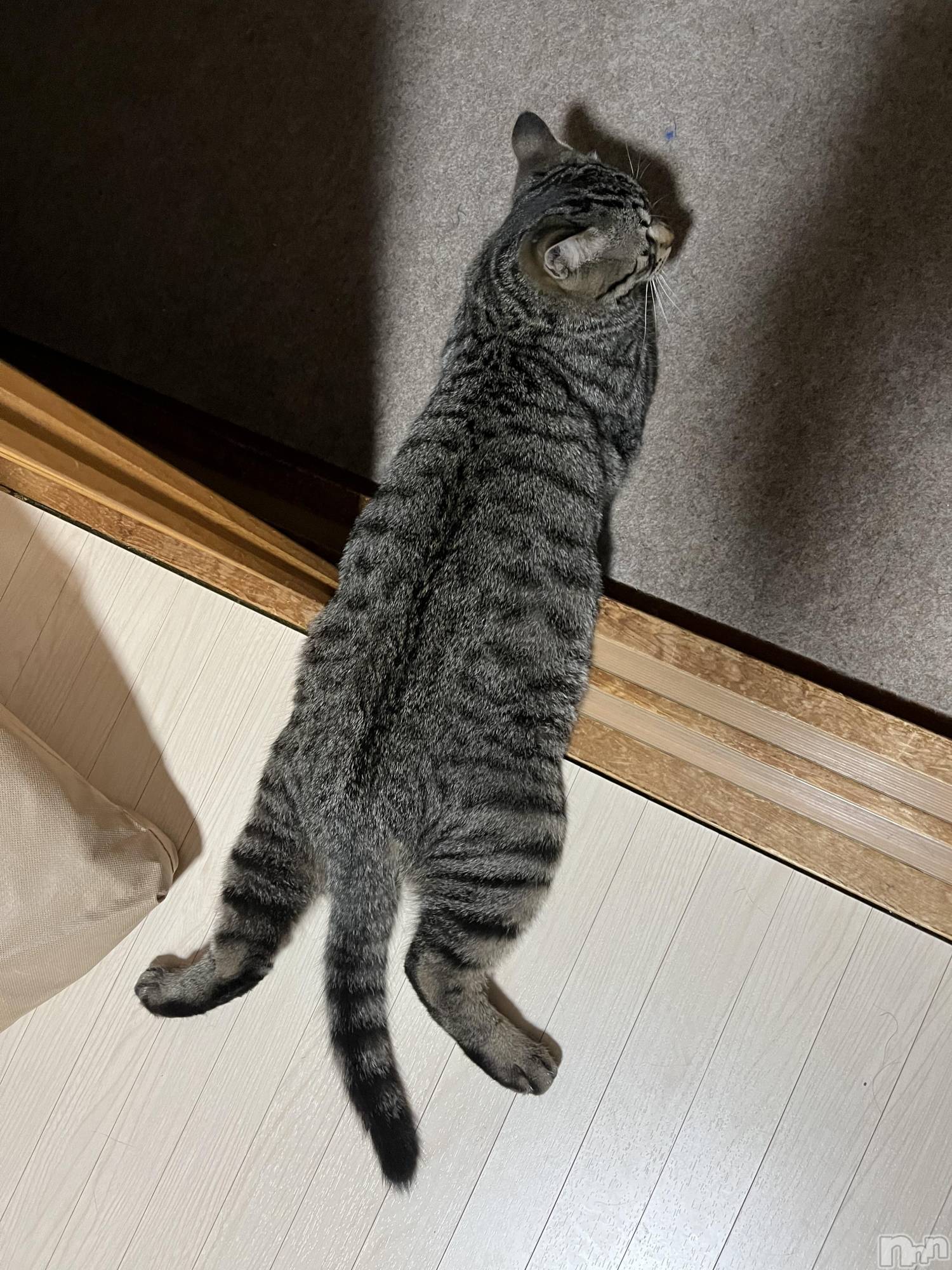 ��ˬ����Х��顦����֥���� �ץ���� ��ˬ(����� �ץ���� ����) ��2022ǯ5��25���̥�֥�����( ��᷄‎ࡇ��᷅ )��