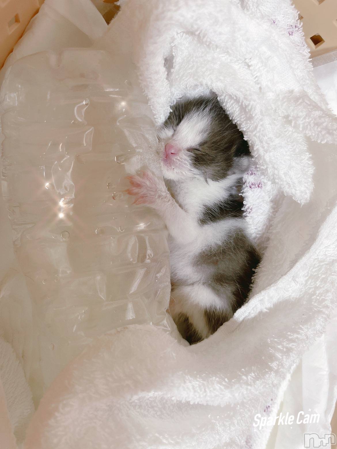 ��ˬ����Х��顦����֥���� �ץ���� ��ˬ(����� �ץ���� ����) ��2022ǯ5��31���̥�֥����֤ͤ������