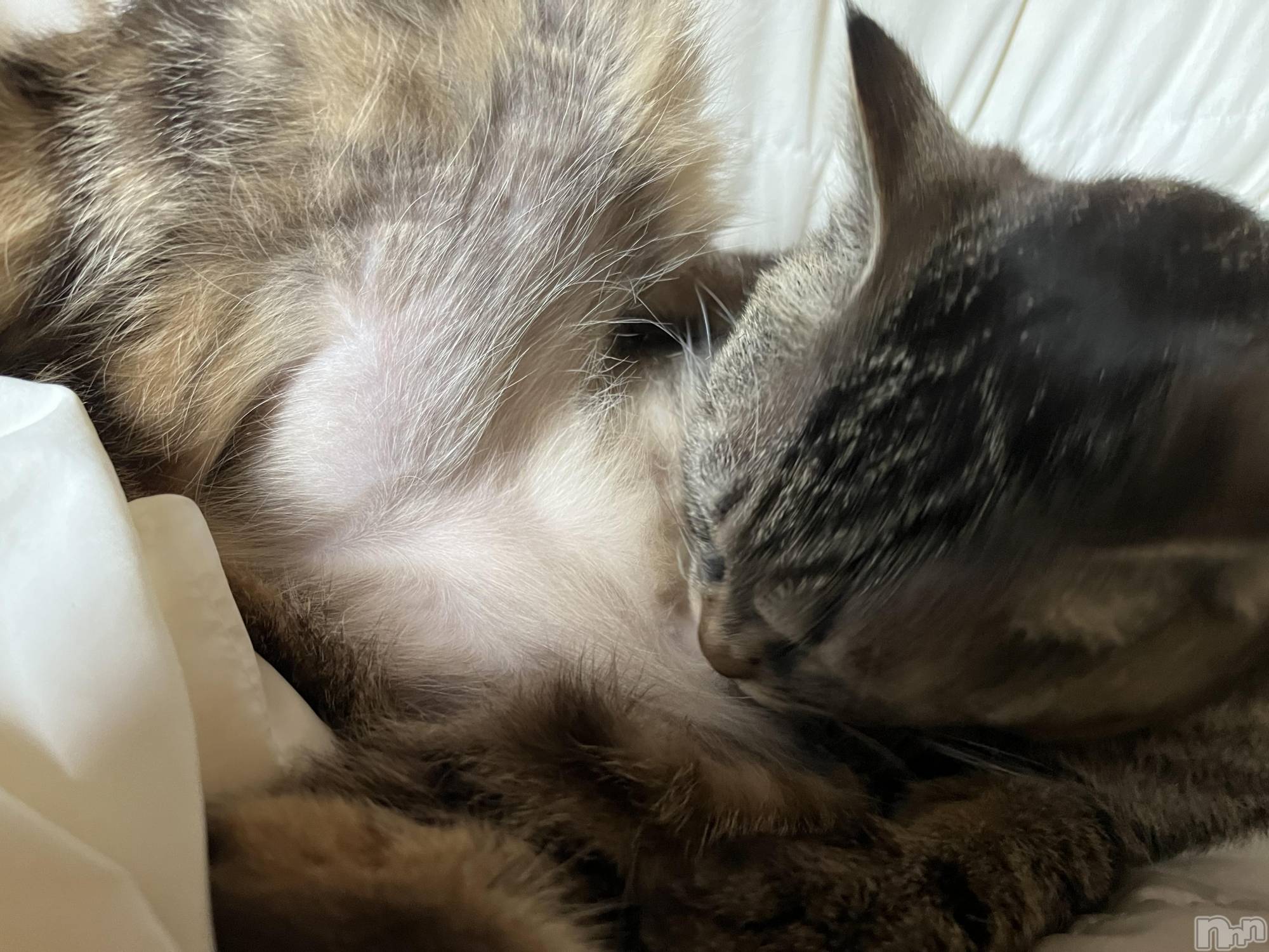 ��ˬ����Х��顦����֥���� �ץ���� ��ˬ(����� �ץ���� ����) ��2022ǯ6��3���̥�֥����ֶ���������