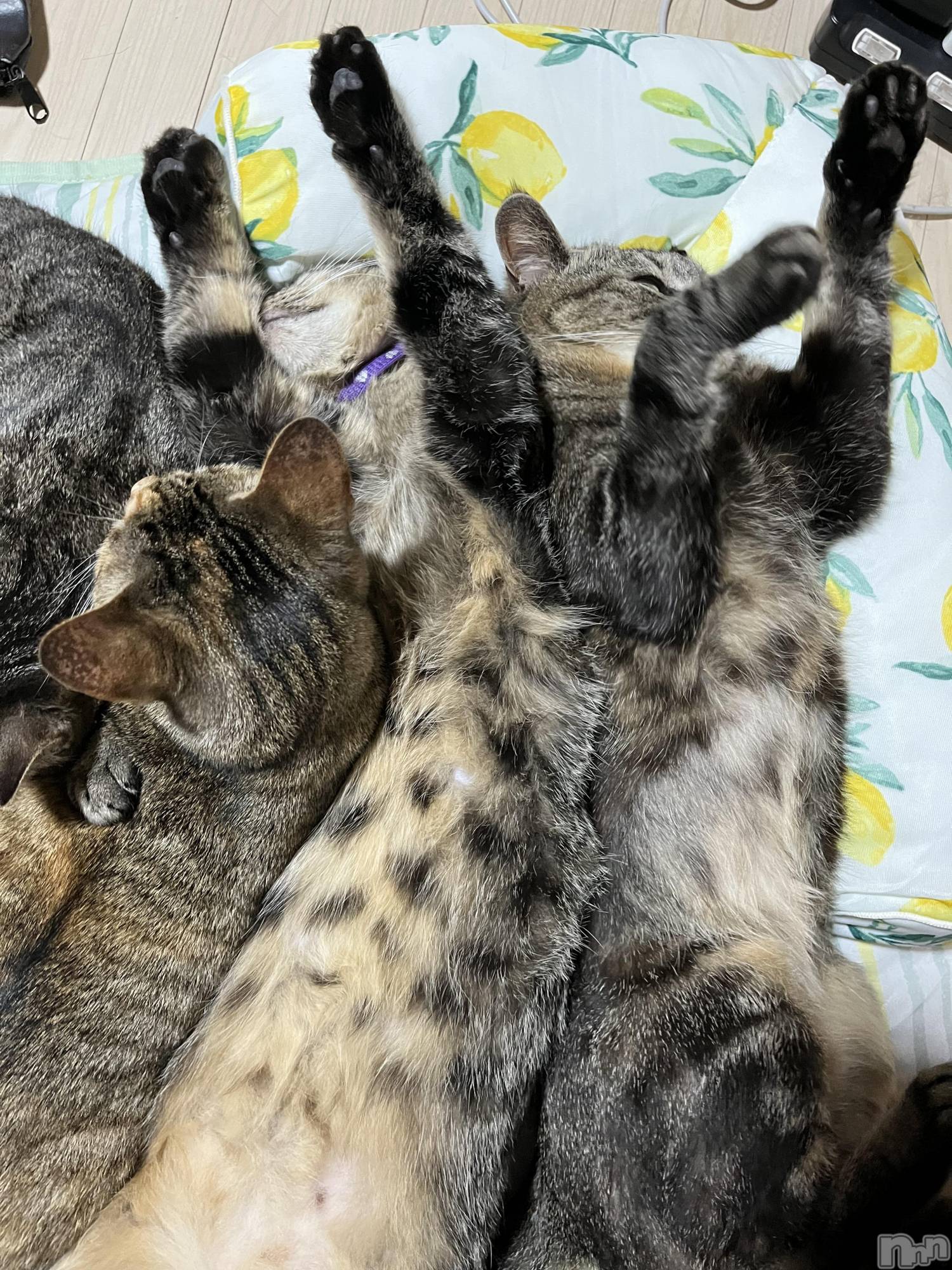 ��ˬ����Х��顦����֥���� �ץ���� ��ˬ(����� �ץ���� ����) ��2022ǯ6��18���̥�֥����֤ͤ���