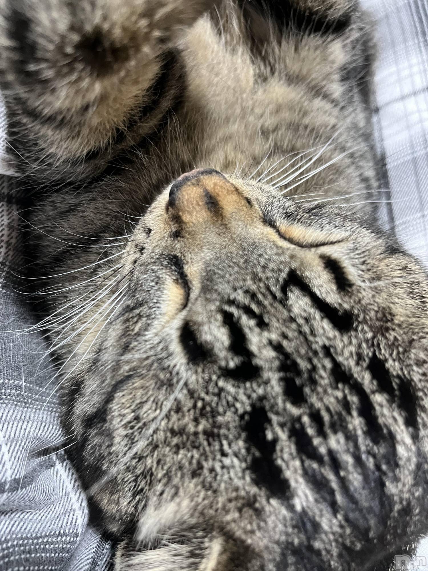 ��ˬ����Х��顦����֥���� �ץ���� ��ˬ(����� �ץ���� ����) ��2022ǯ6��22���̥�֥����֤����