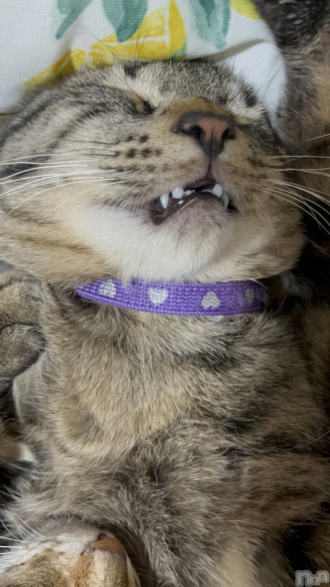 ��ˬ����Х��顦����֥���� �ץ���� ��ˬ(����� �ץ���� ����) ��2022ǯ6��24���̥�֥�����6��24�� 21��08ʬ�Υ֥�����