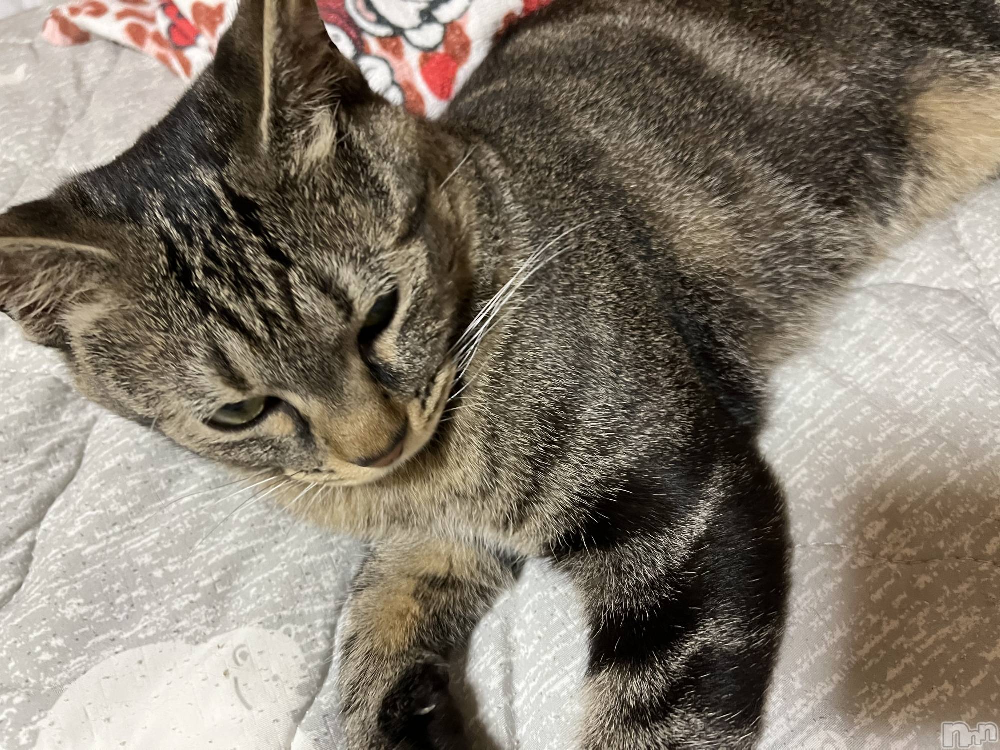 ��ˬ����Х��顦����֥���� �ץ���� ��ˬ(����� �ץ���� ����) ��2022ǯ7��30���̥�֥����ּ�ǯ������