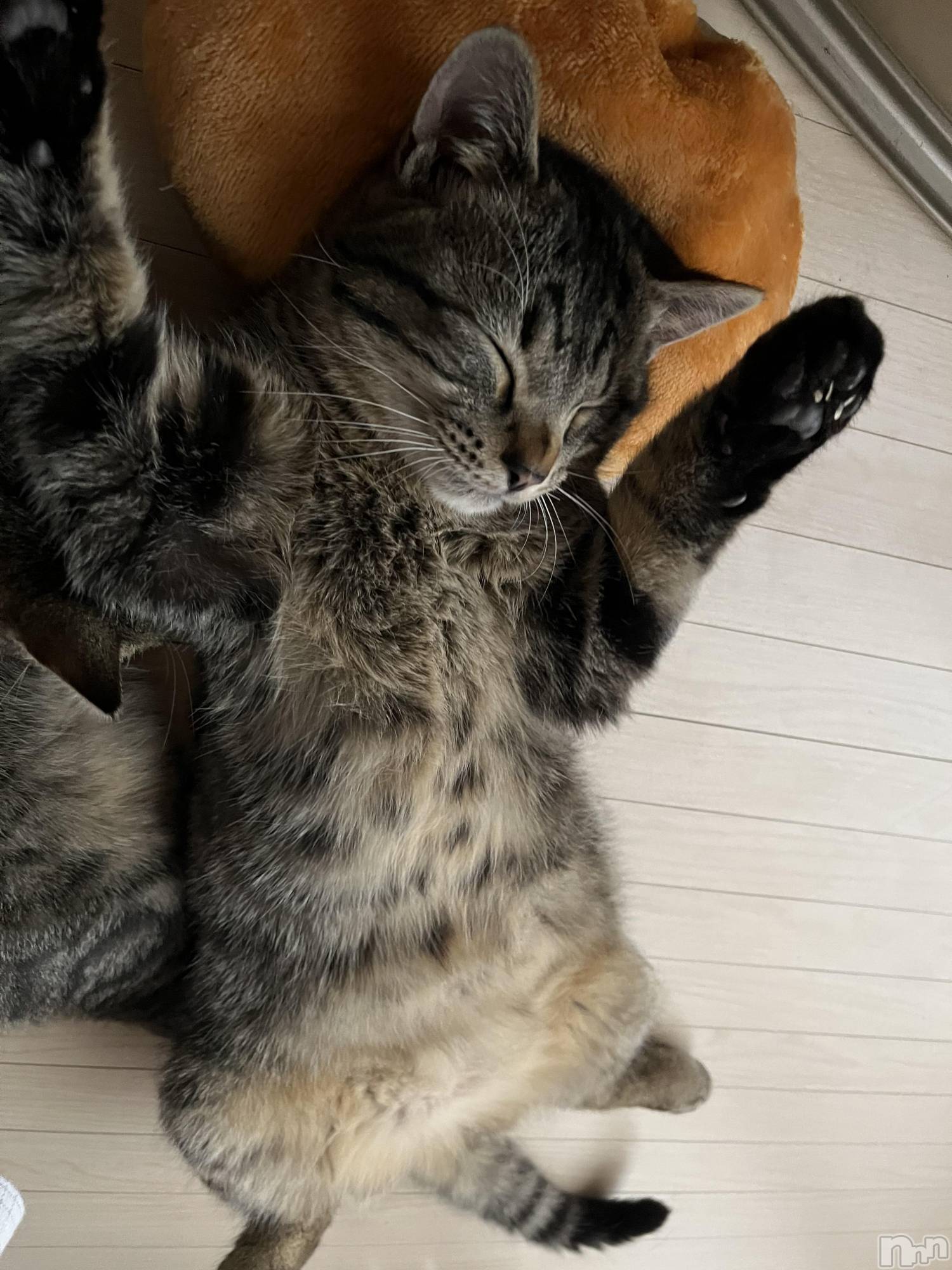 ��ˬ����Х��顦����֥���� �ץ���� ��ˬ(����� �ץ���� ����) ��2022ǯ9��20���̥�֥����֤䡼��