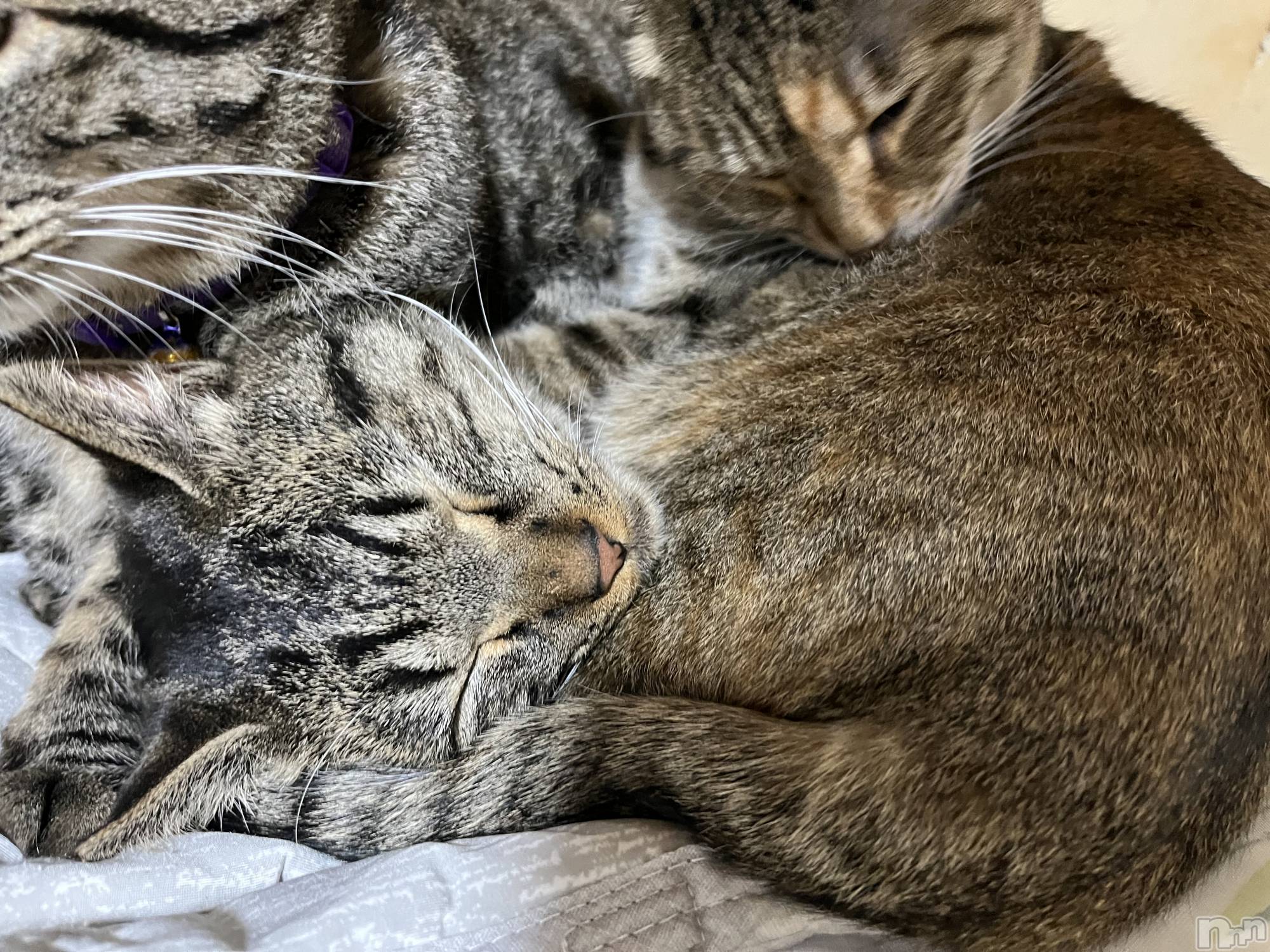 ��ˬ����Х��顦����֥���� �ץ���� ��ˬ(����� �ץ���� ����) ��2022ǯ11��24���̥�֥�������������