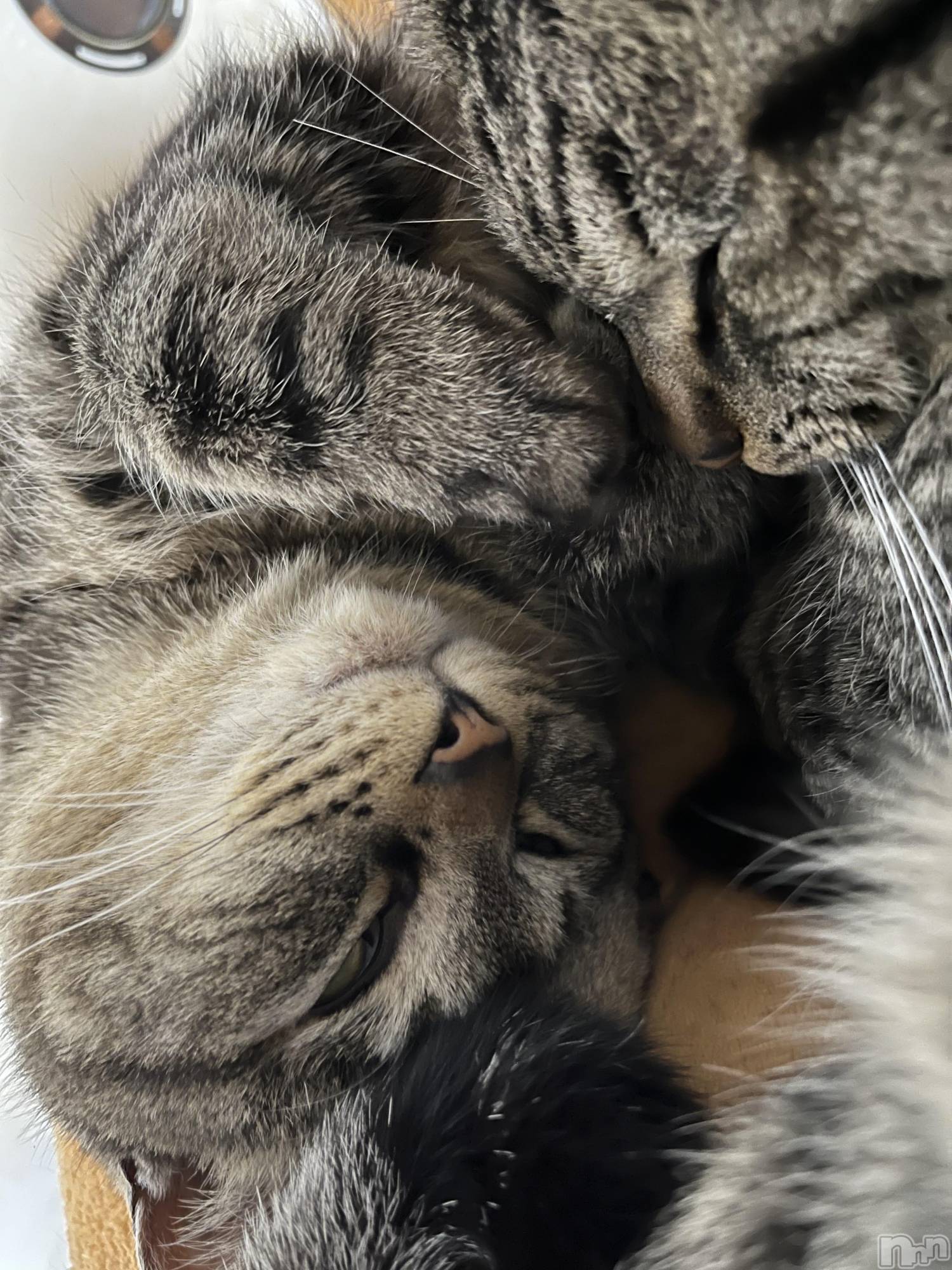 ��ˬ����Х��顦����֥���� �ץ���� ��ˬ(����� �ץ���� ����) ��2023ǯ3��16���̥�֥����ֽжС�