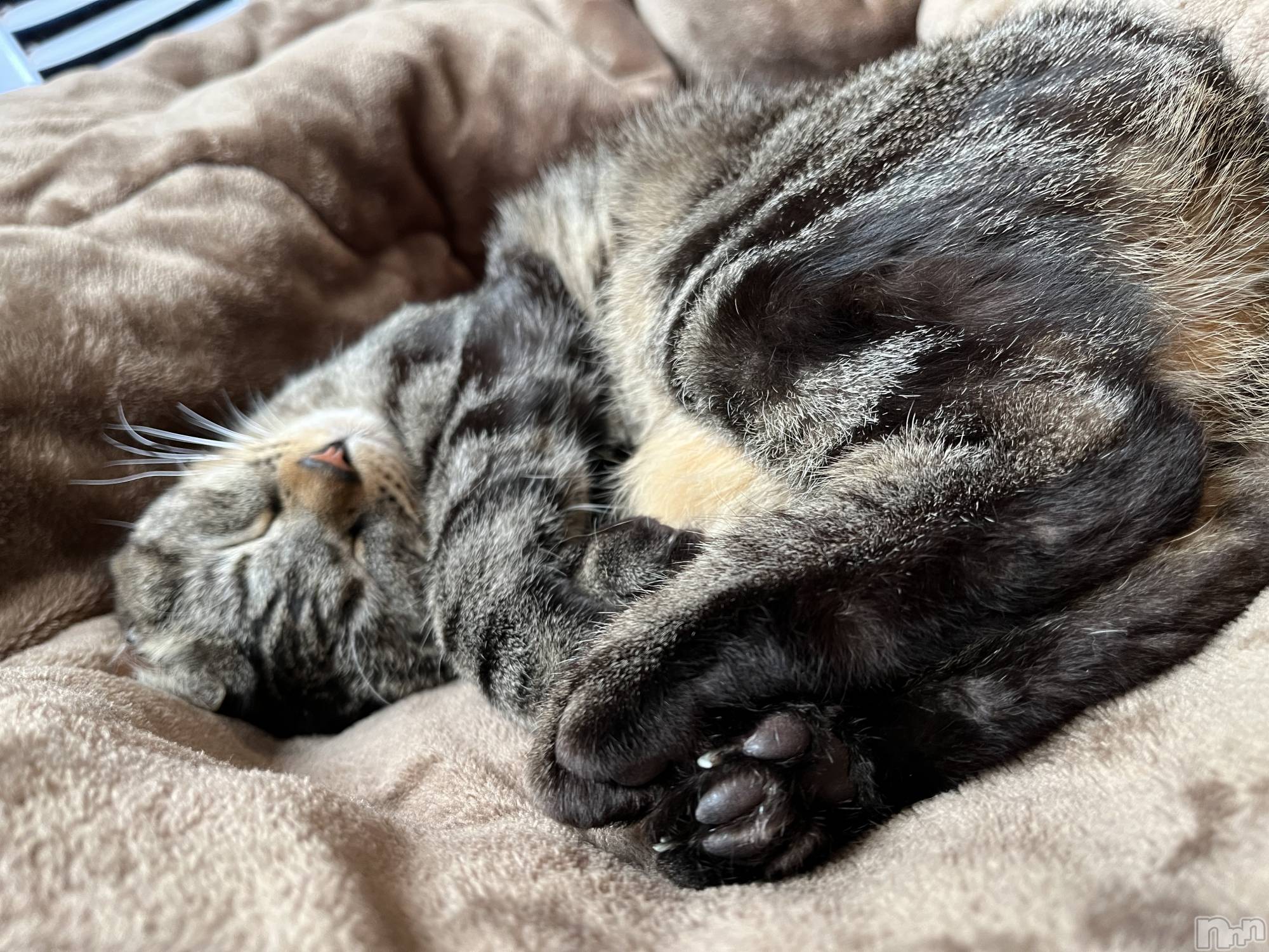 ��ˬ����Х��顦����֥���� �ץ���� ��ˬ(����� �ץ���� ����) ��2023ǯ4��20���̥�֥����֤��ġ�