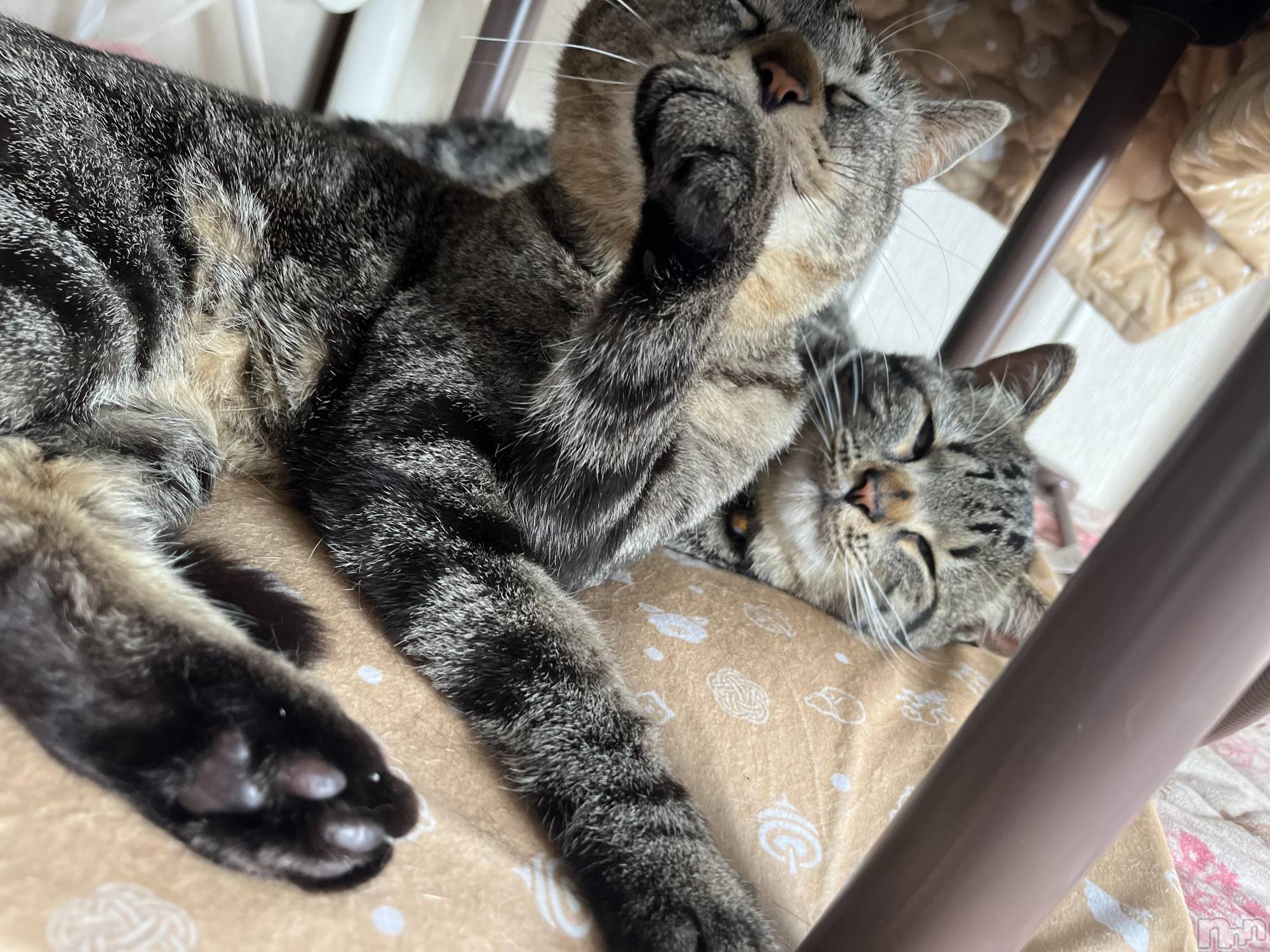 ��ˬ����Х��顦����֥���� �ץ���� ��ˬ(����� �ץ���� ����) ��2023ǯ5��31���̥�֥����֤����