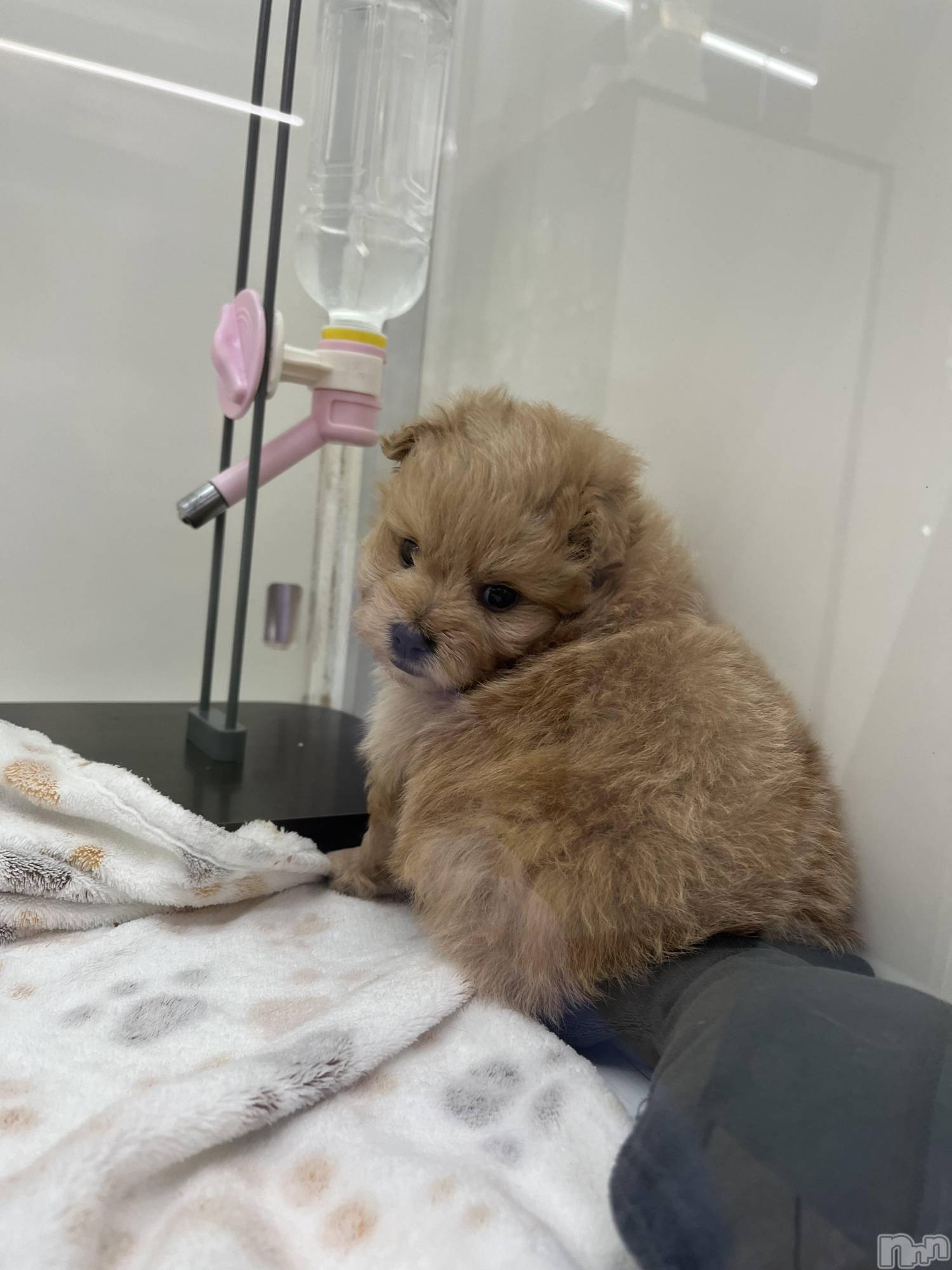 ��ˬ����Х��顦����֥���� �ץ���� ��ˬ(����� �ץ���� ����) ��2023ǯ6��16���̥�֥����֤�󤳤���