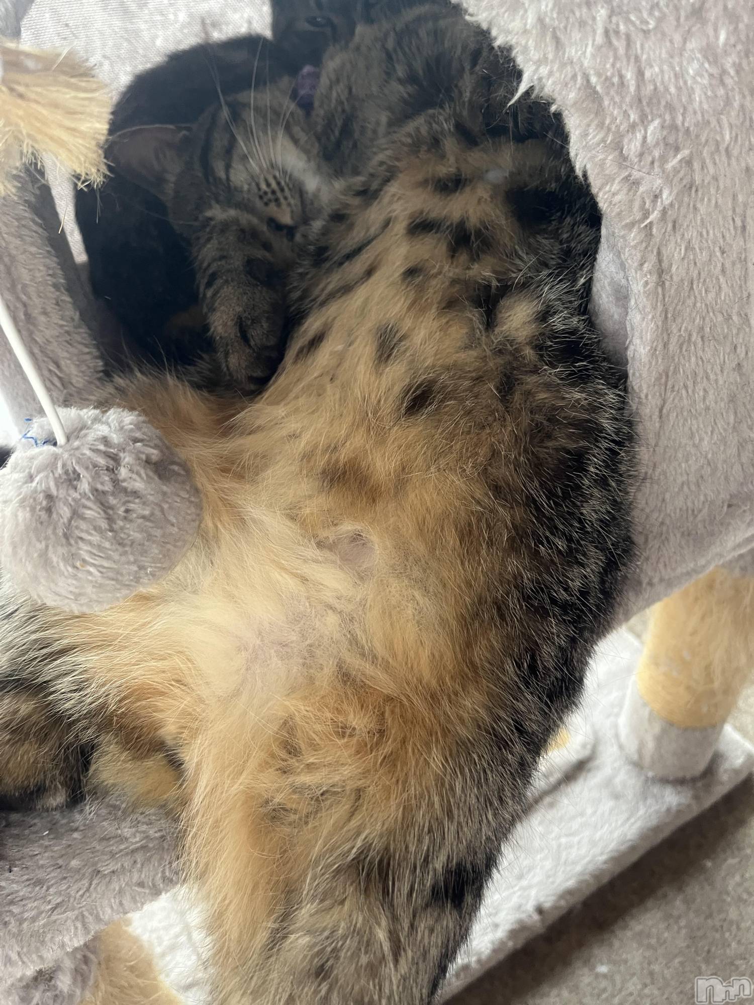 ��ˬ����Х��顦����֥���� �ץ���� ��ˬ(����� �ץ���� ����) ��2023ǯ6��17���̥�֥�����6��17�� 19��35ʬ�Υ֥�����