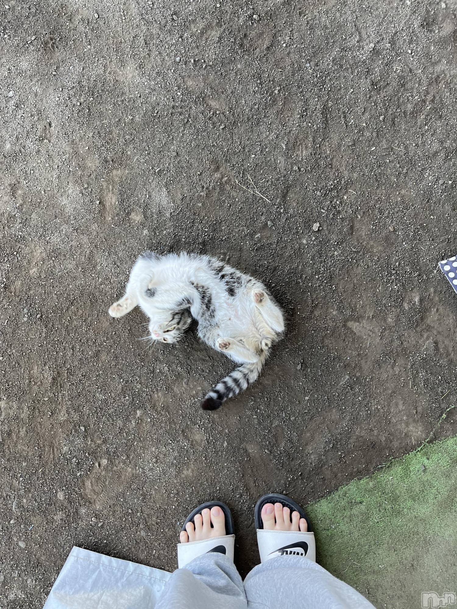 ��ˬ����Х��顦����֥���� �ץ���� ��ˬ(����� �ץ���� ����) ��2023ǯ7��28���̥�֥����֤ͤ���