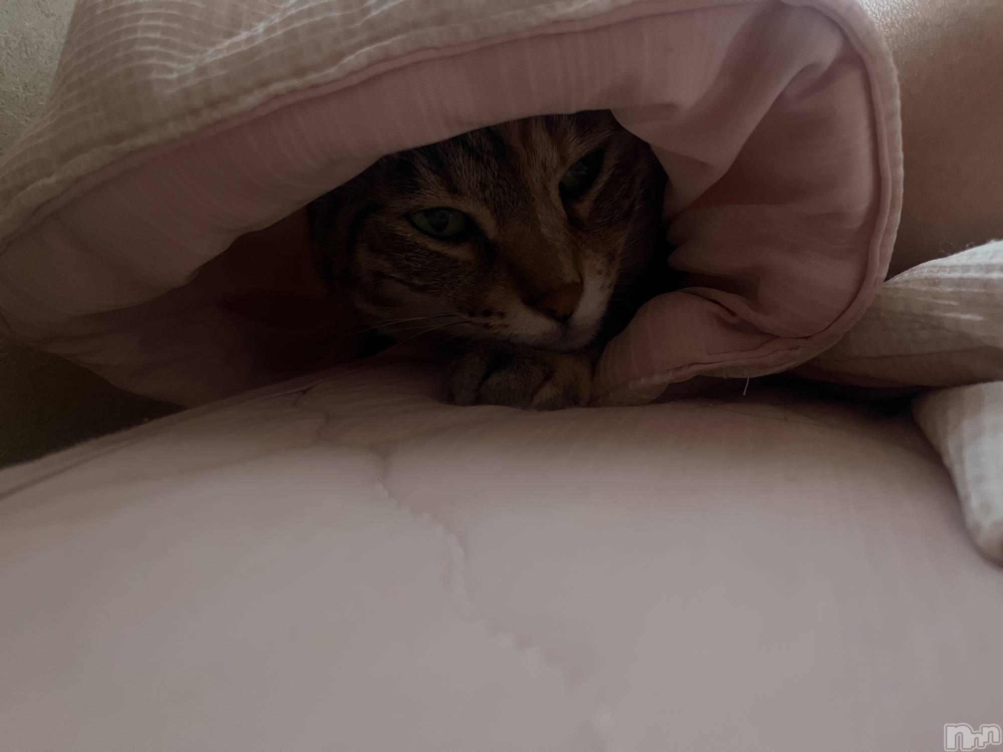 ��ˬ����Х��顦����֥���� �ץ���� ��ˬ(����� �ץ���� ����) ��2023ǯ8��7���̥�֥�����🐱��