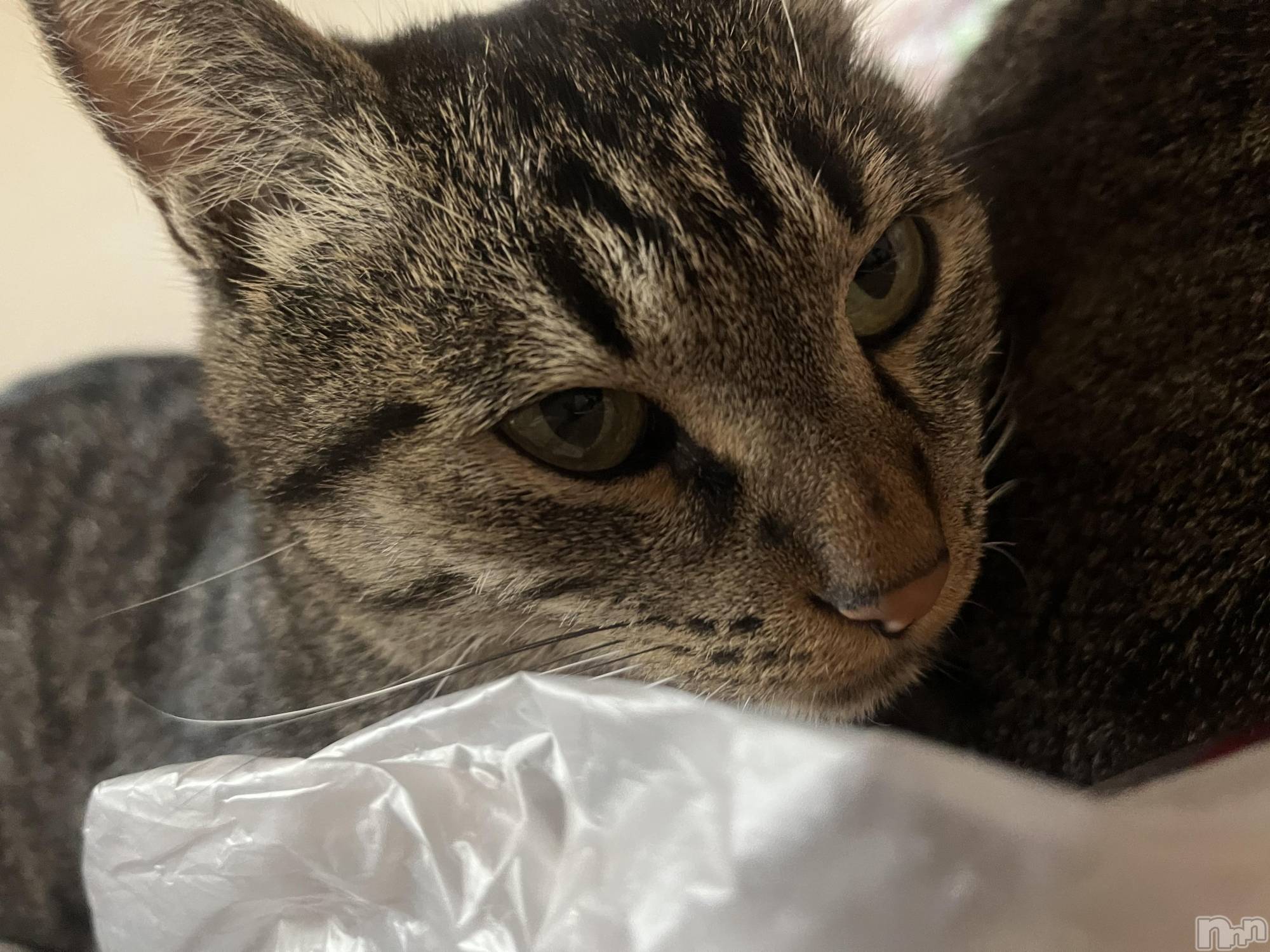 ��ˬ����Х��顦����֥���� �ץ���� ��ˬ(����� �ץ���� ����) ��2023ǯ9��29���̥�֥�����🥹��