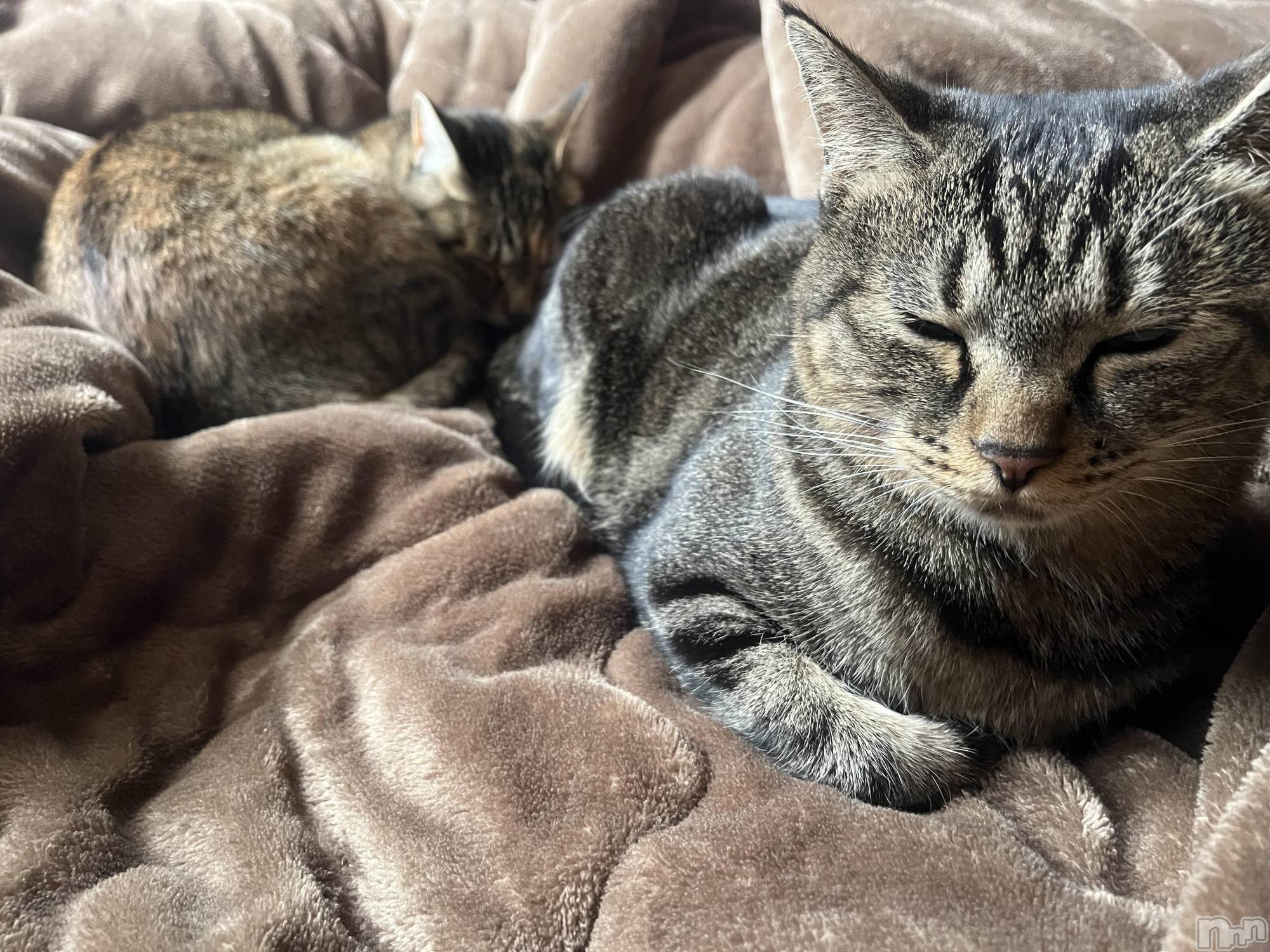 ��ˬ����Х��顦����֥���� �ץ���� ��ˬ(����� �ץ���� ����) ��2023ǯ10��3���̥�֥����֤���