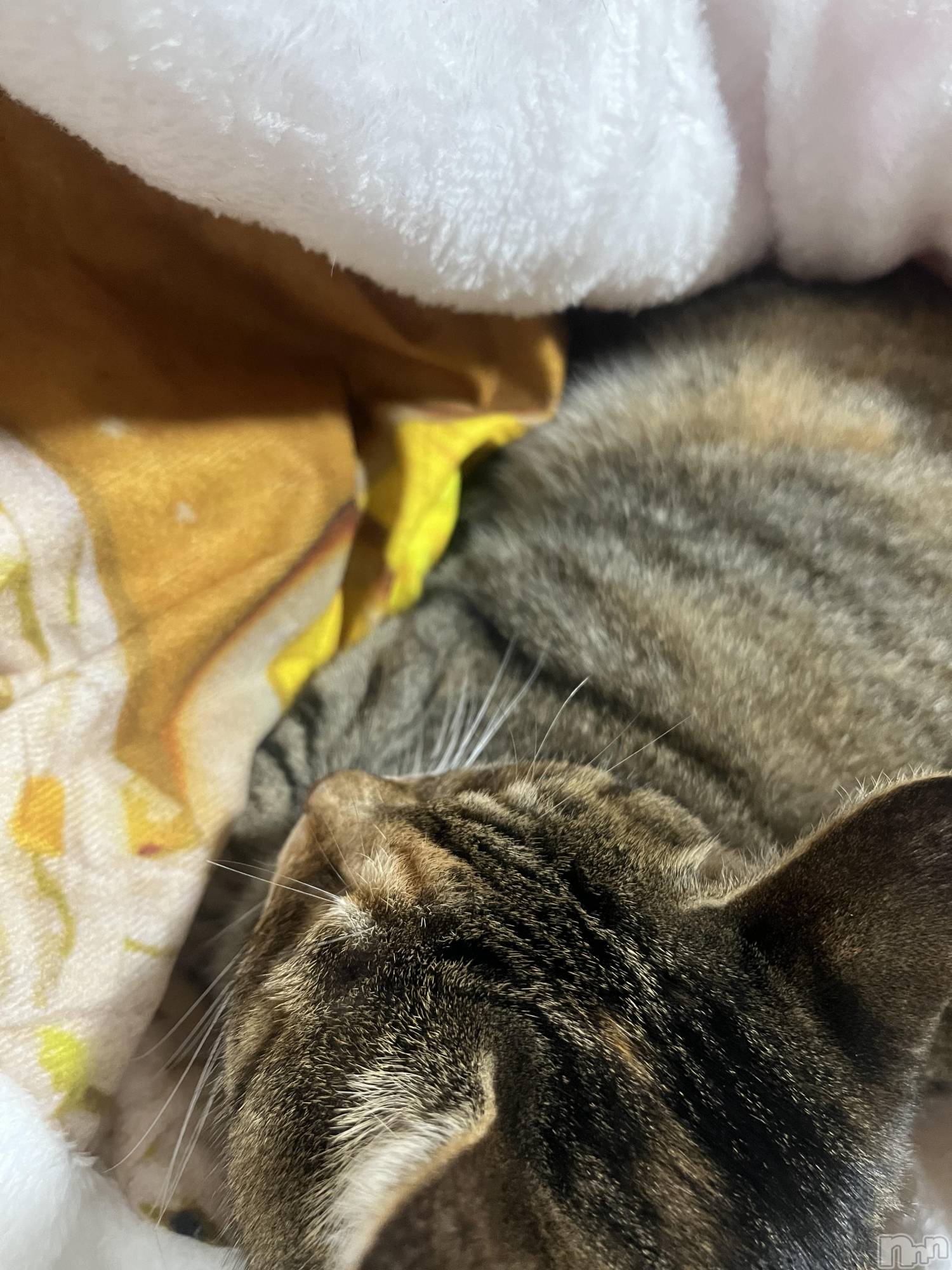 ��ˬ����Х��顦����֥���� �ץ���� ��ˬ(����� �ץ���� ����) ��2023ǯ10��19���̥�֥����֤ˤ��