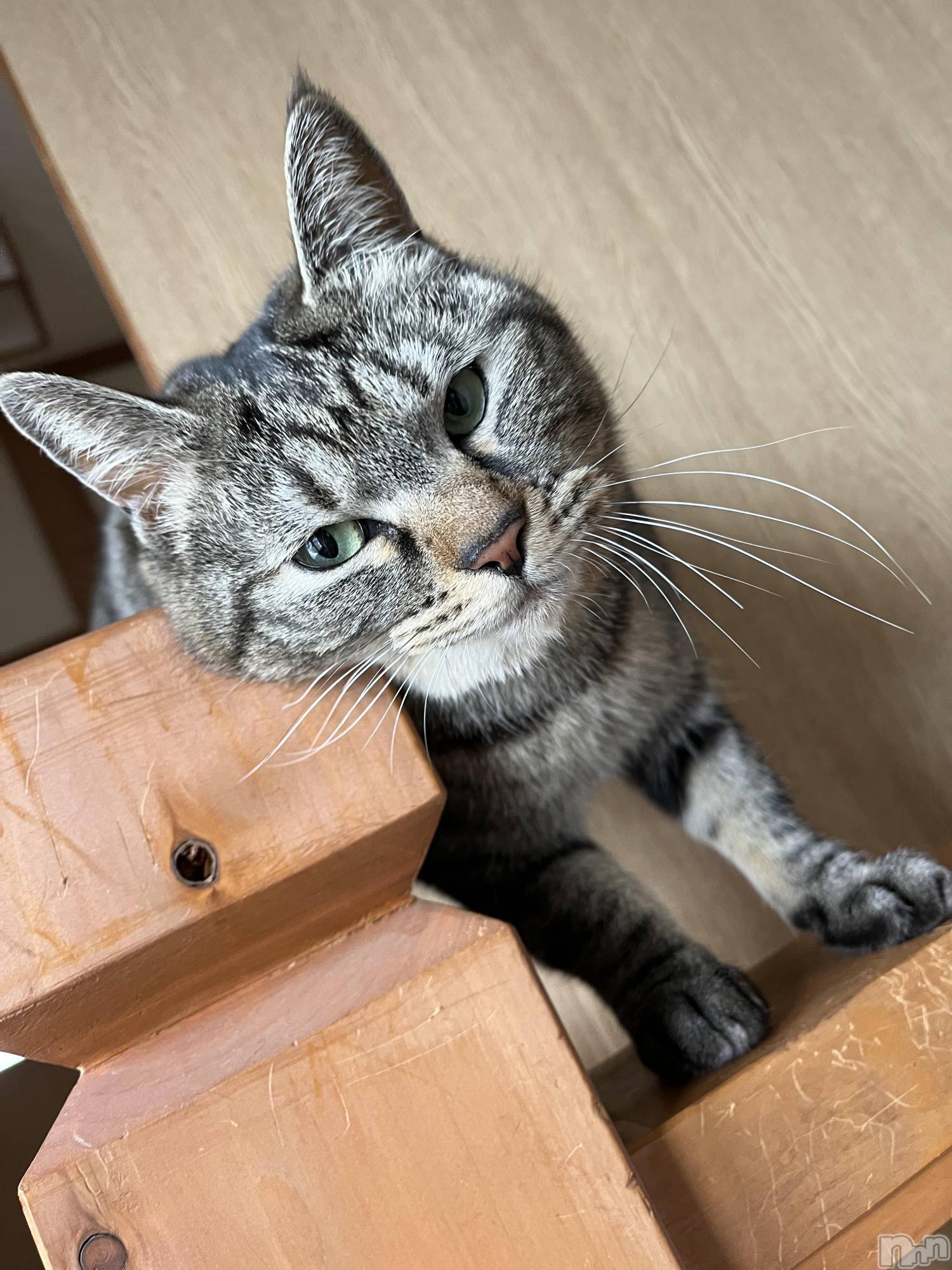 ��ˬ����Х��顦����֥���� �ץ���� ��ˬ(����� �ץ���� ����) ��2023ǯ11��10���̥�֥�����🐱��