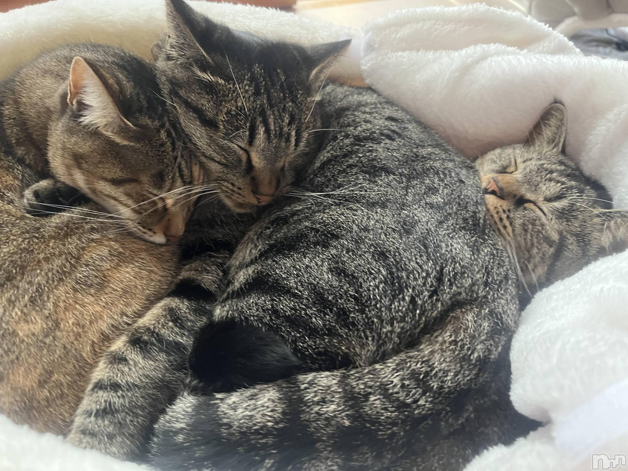 ��ˬ����Х��顦����֥���� �ץ���� ��ˬ(����� �ץ���� ����) ��2023ǯ12��2���̥�֥�����🍄��