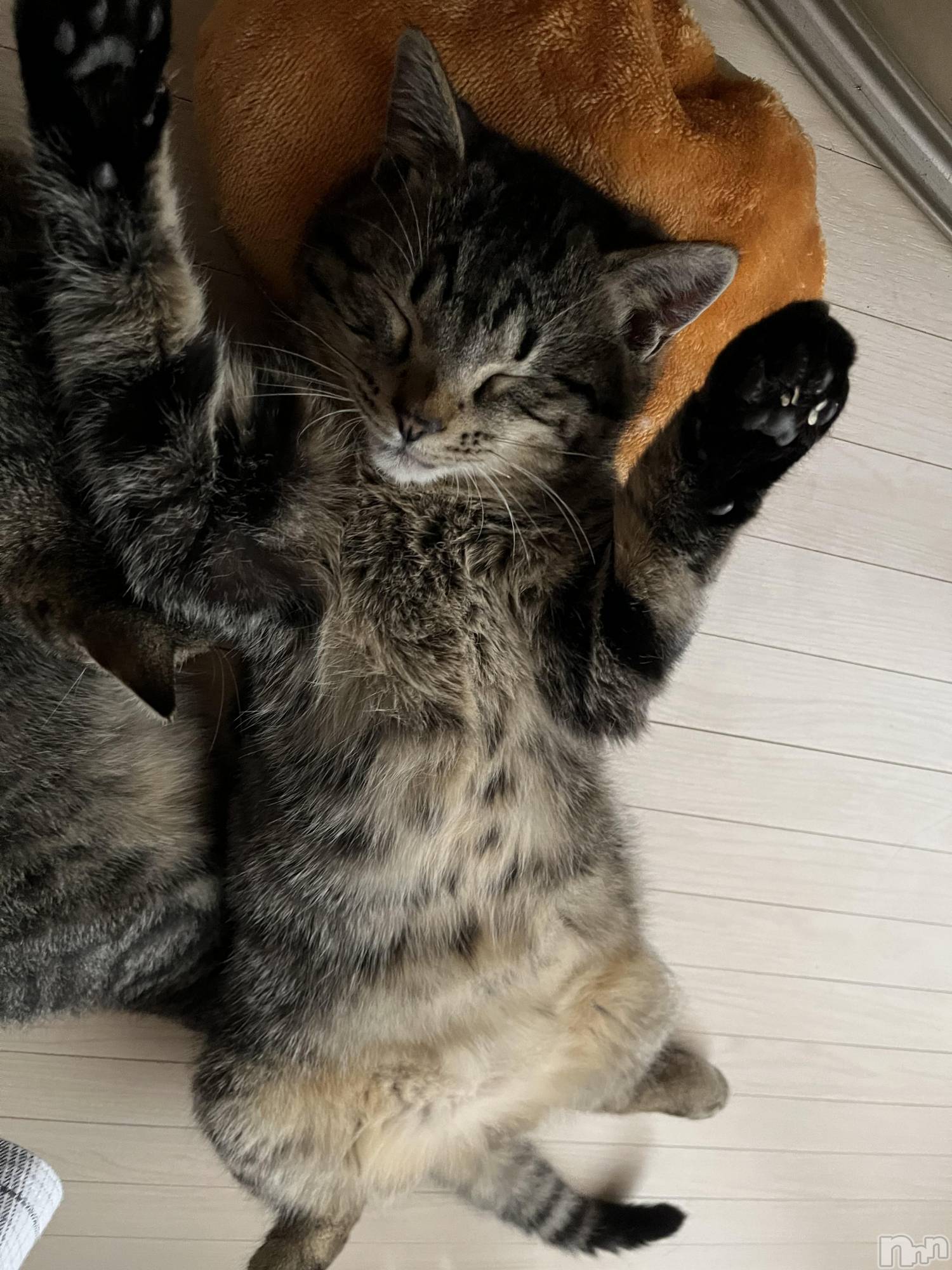 ��ˬ����Х��顦����֥���� �ץ���� ��ˬ(����� �ץ���� ����) ��2023ǯ12��8���̥�֥����֤��ˤ���