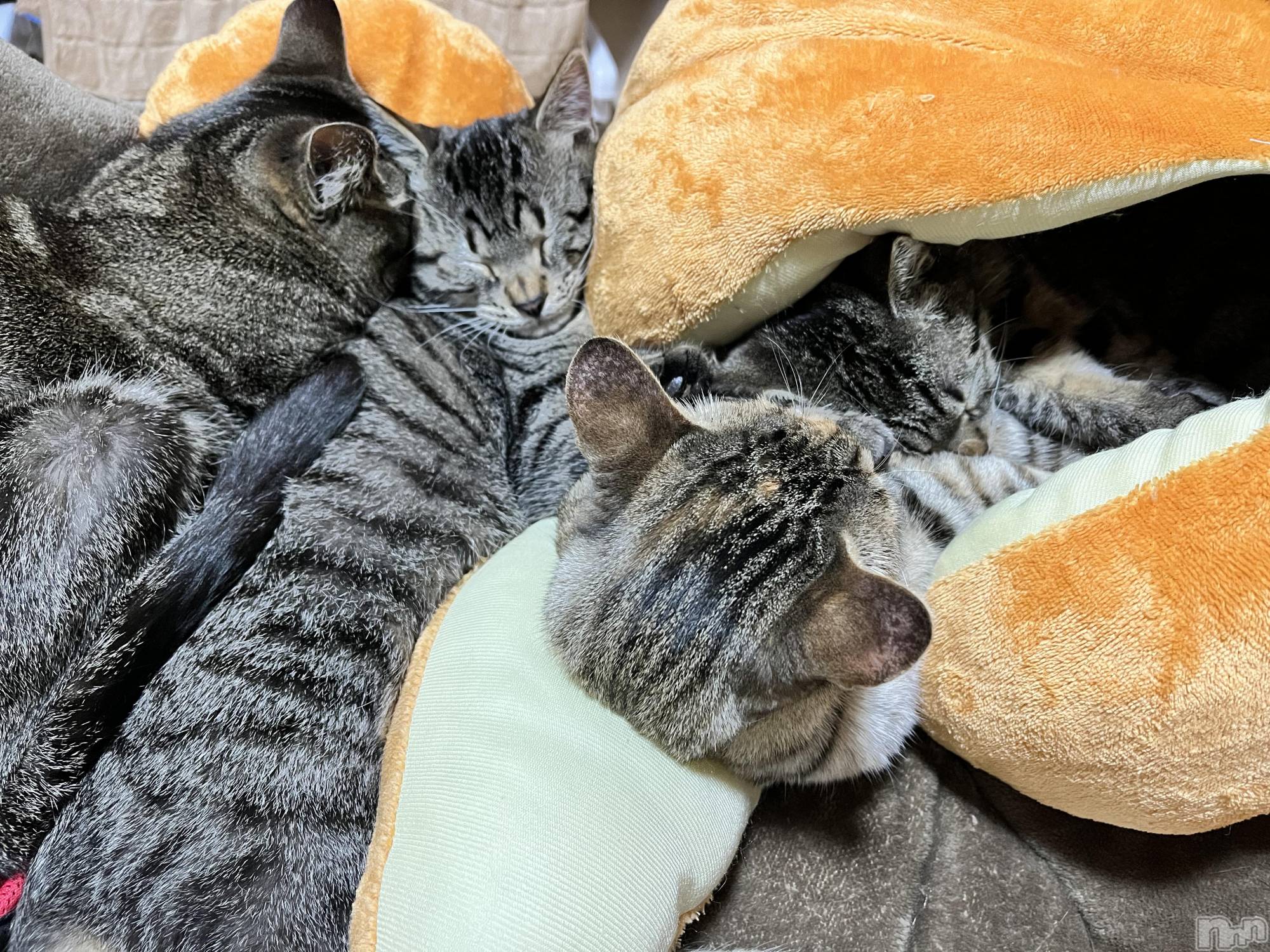 ��ˬ����Х��顦����֥���� �ץ���� ��ˬ(����� �ץ���� ����) ��2023ǯ12��31���̥�֥����ֺ�ǯ�⤢�꤬�Ȥ��������ޤ���🪽��