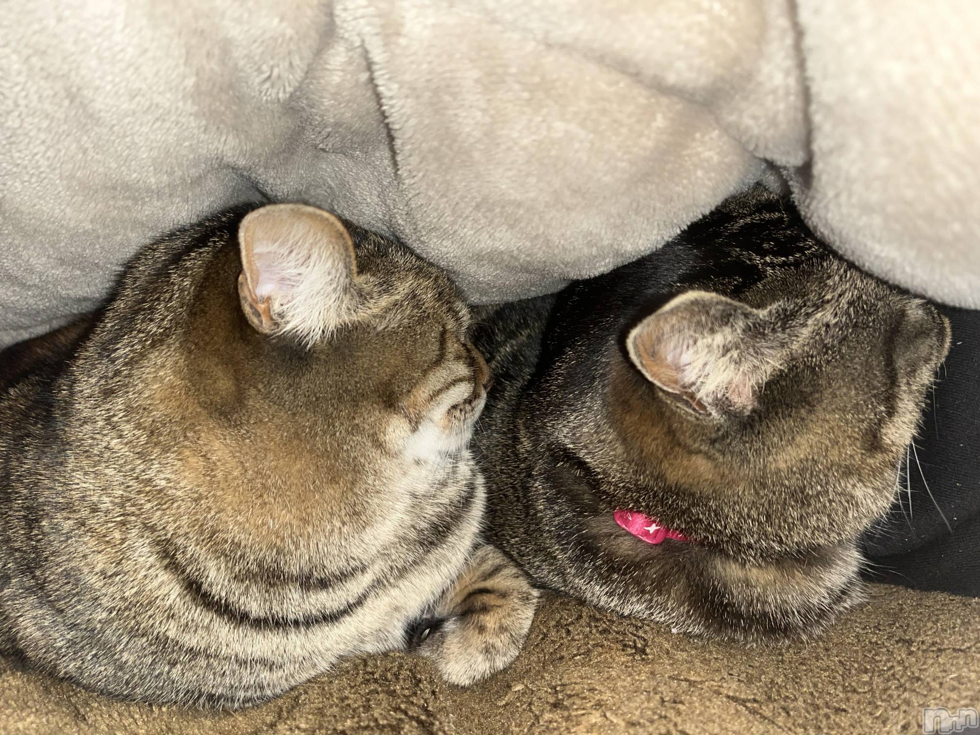 ��ˬ����Х��顦����֥���� �ץ���� ��ˬ(����� �ץ���� ����) ��2024ǯ2��16���̥�֥�����2��16�� 20��47ʬ�Υ֥�����