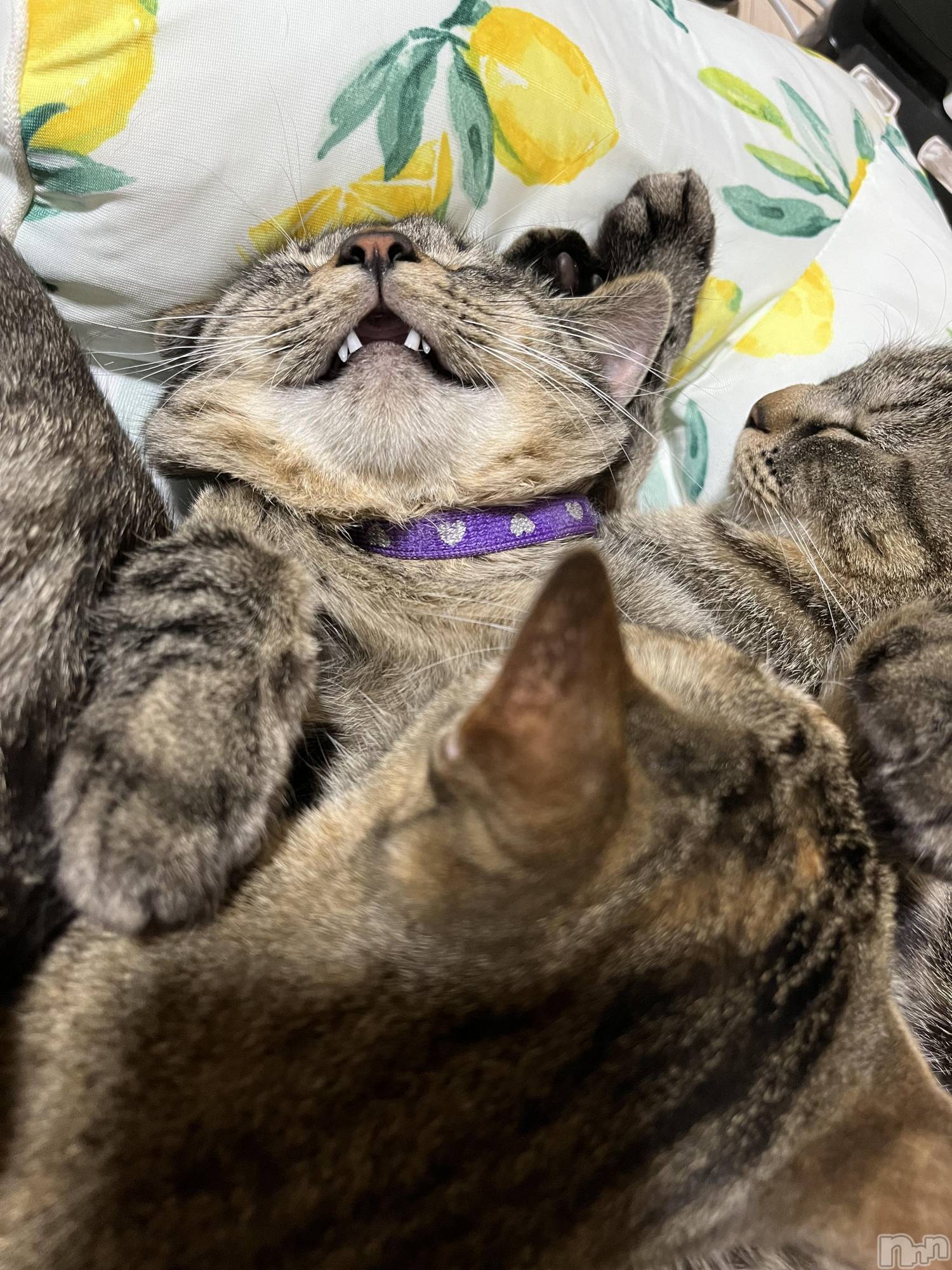 ��ˬ����Х��顦����֥���� �ץ���� ��ˬ(����� �ץ���� ����) ��2024ǯ3��13���̥�֥�����☺️��