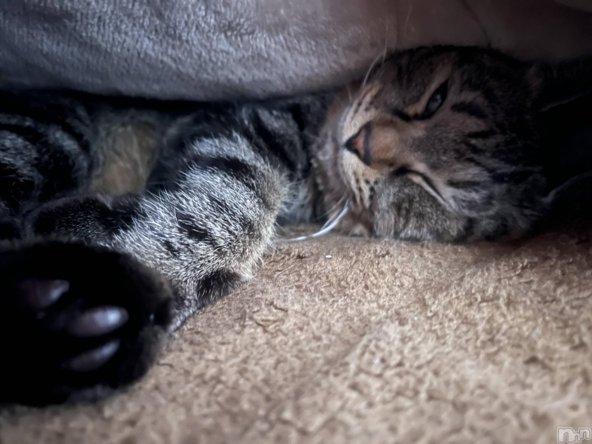 ��ˬ����Х��顦����֥���� �ץ���� ��ˬ(����� �ץ���� ����) ��2024ǯ3��19���̥�֥����ֲ�������