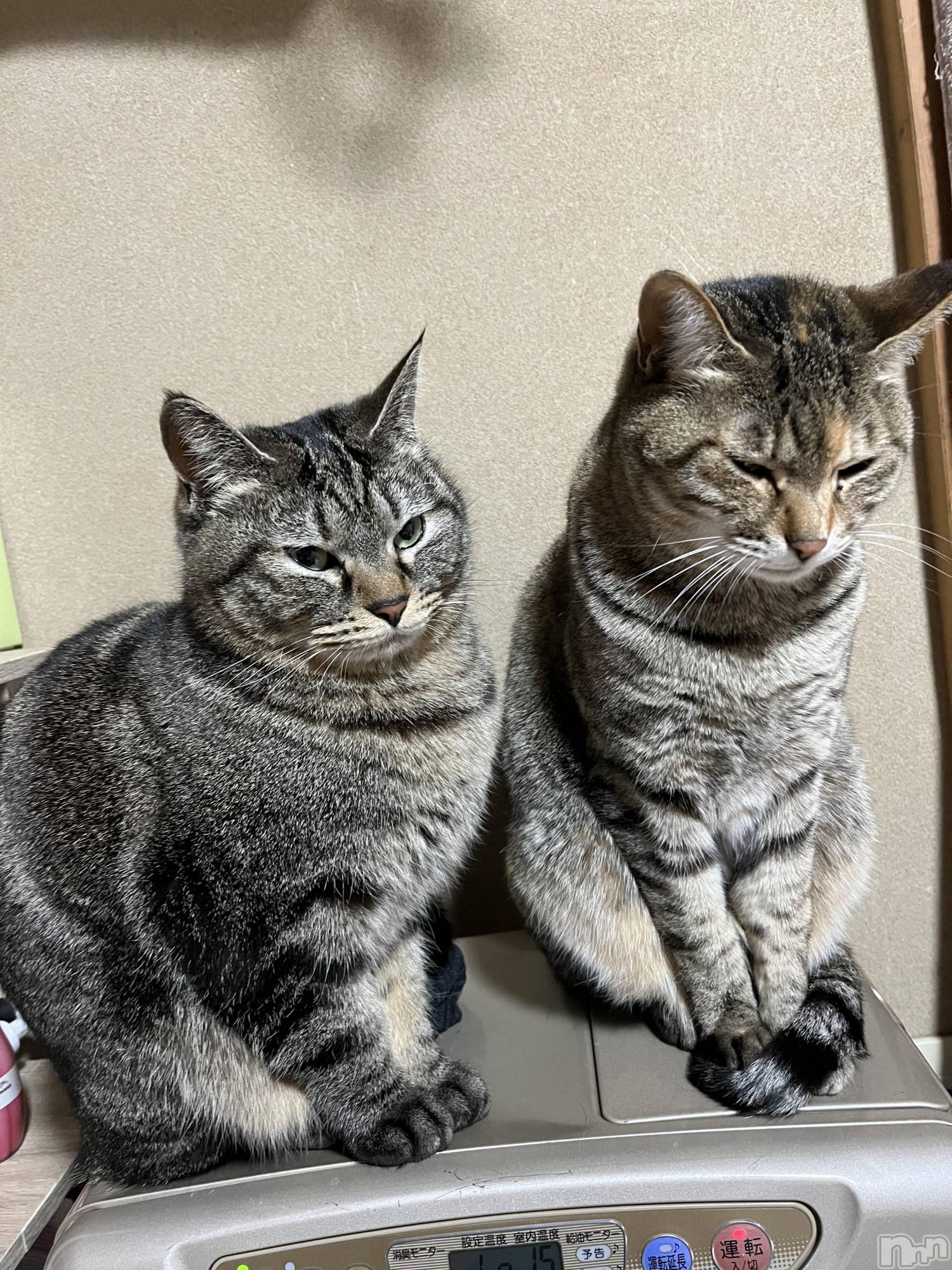 ��ˬ����Х��顦����֥���� �ץ���� ��ˬ(����� �ץ���� ����) ��2024ǯ4��5���̥�֥�����🐈⸒⸒⸒⸒��