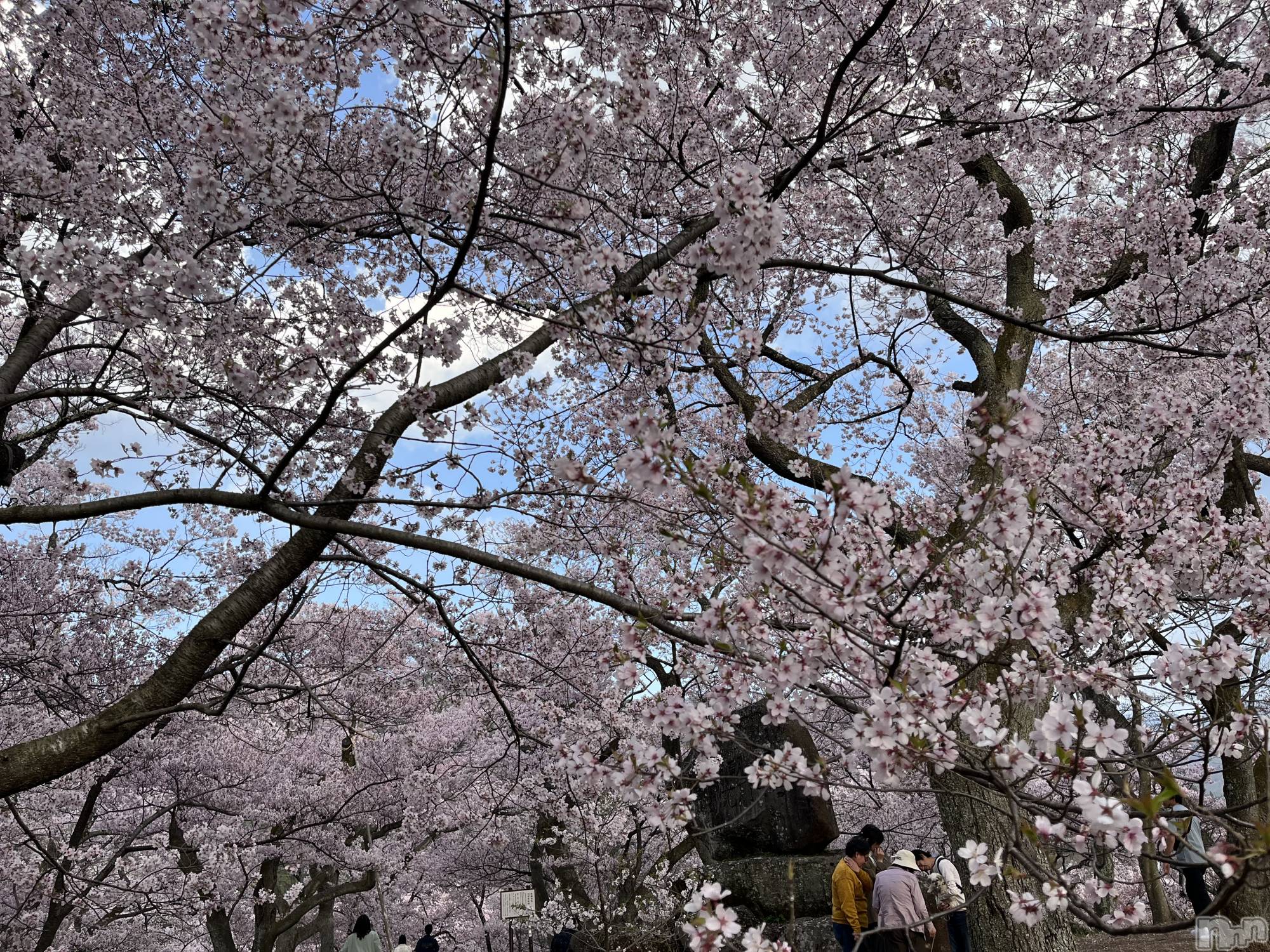 ��ˬ����Х��顦����֥���� �ץ���� ��ˬ(����� �ץ���� ����) ��2024ǯ4��19���̥�֥�����🌸🌸🌸🌸🌸🌸��