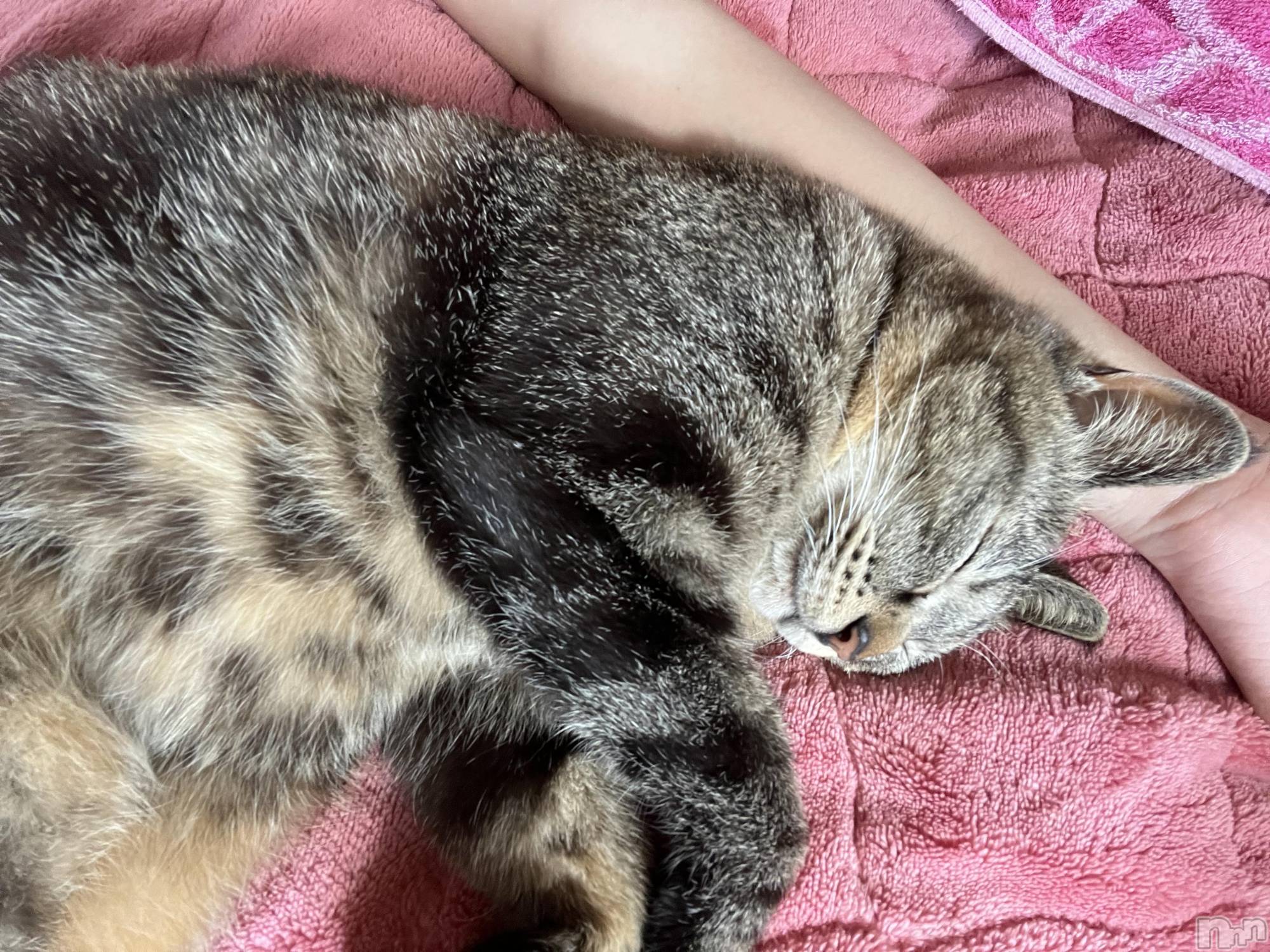 ��ˬ����Х��顦����֥���� �ץ���� ��ˬ(����� �ץ���� ����) ��2024ǯ6��1���̥�֥�����🫶��