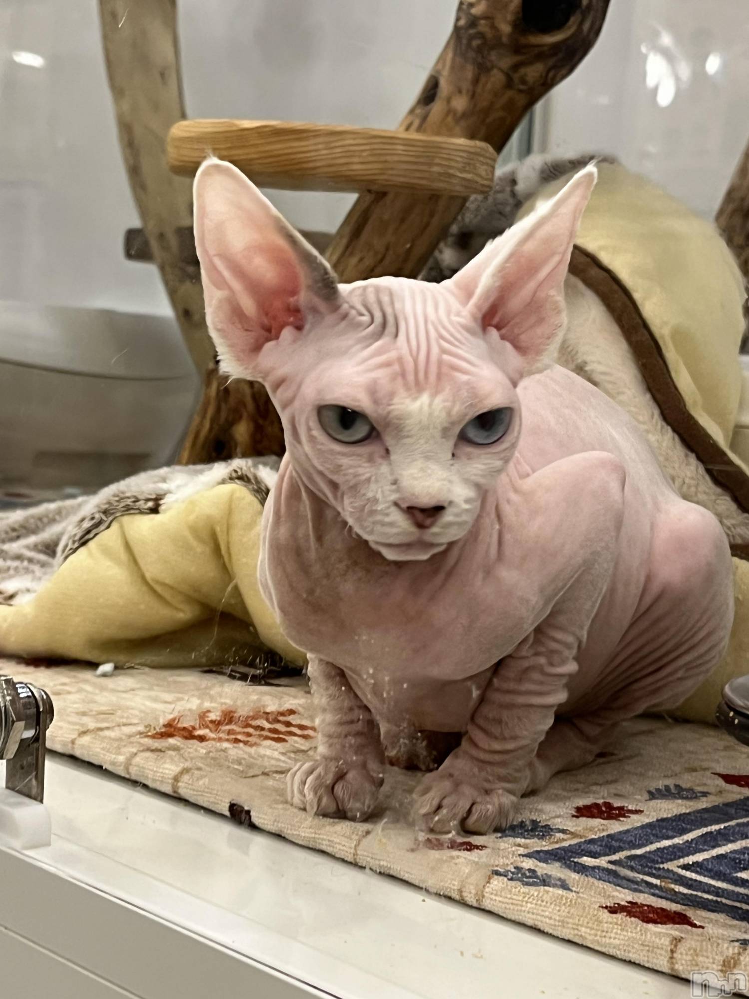 ��ˬ����Х��顦����֥���� �ץ���� ��ˬ(����� �ץ���� ����) ��2024ǯ8��24���̥�֥�����🐱ྀི🐱ྀི��