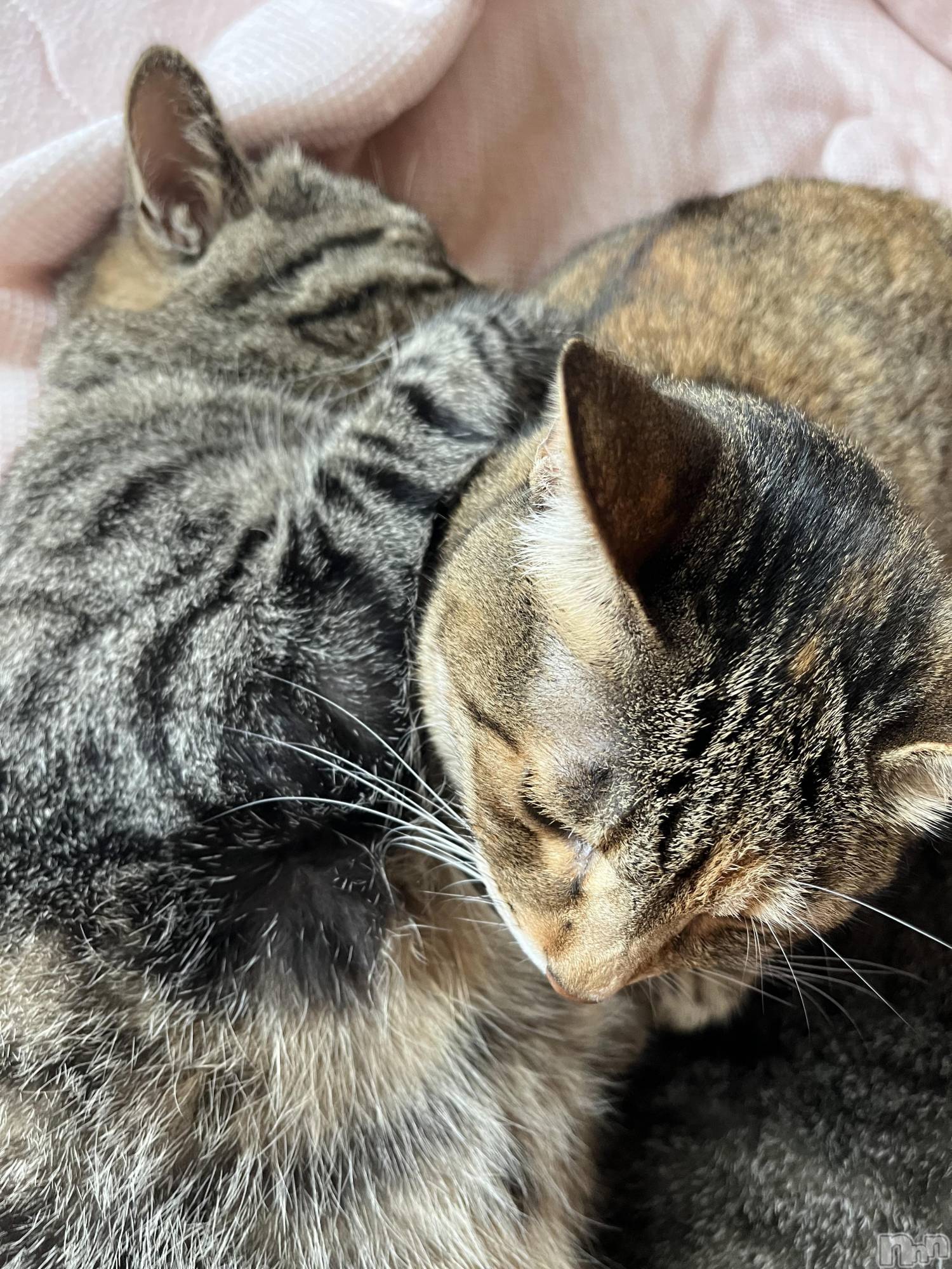 ��ˬ����Х��顦����֥���� �ץ���� ��ˬ(����� �ץ���� ����) ��2024ǯ9��5���̥�֥�����🐈⸒⸒⸒⸒��